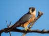Australian Hobby