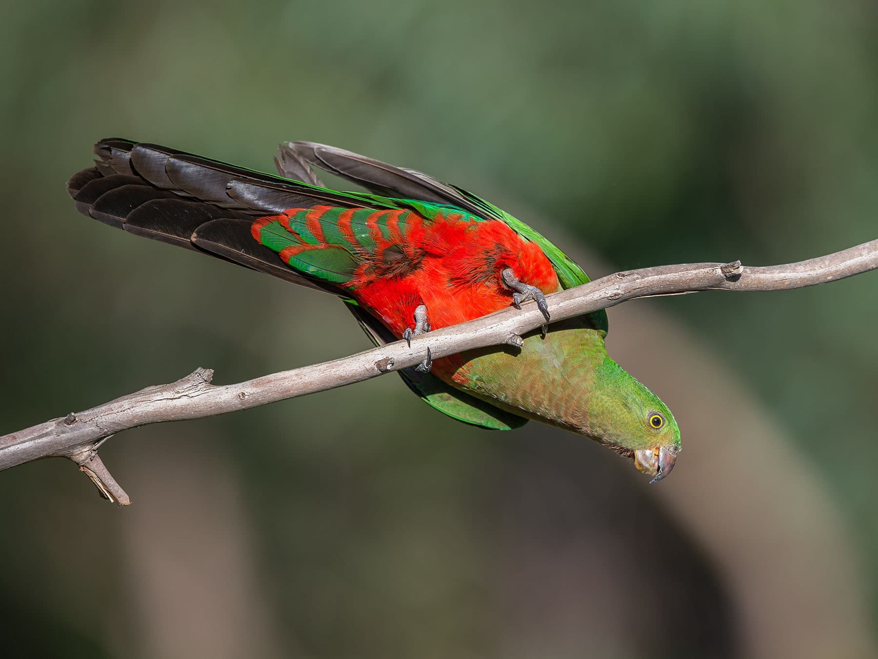 Australian King-parrot female