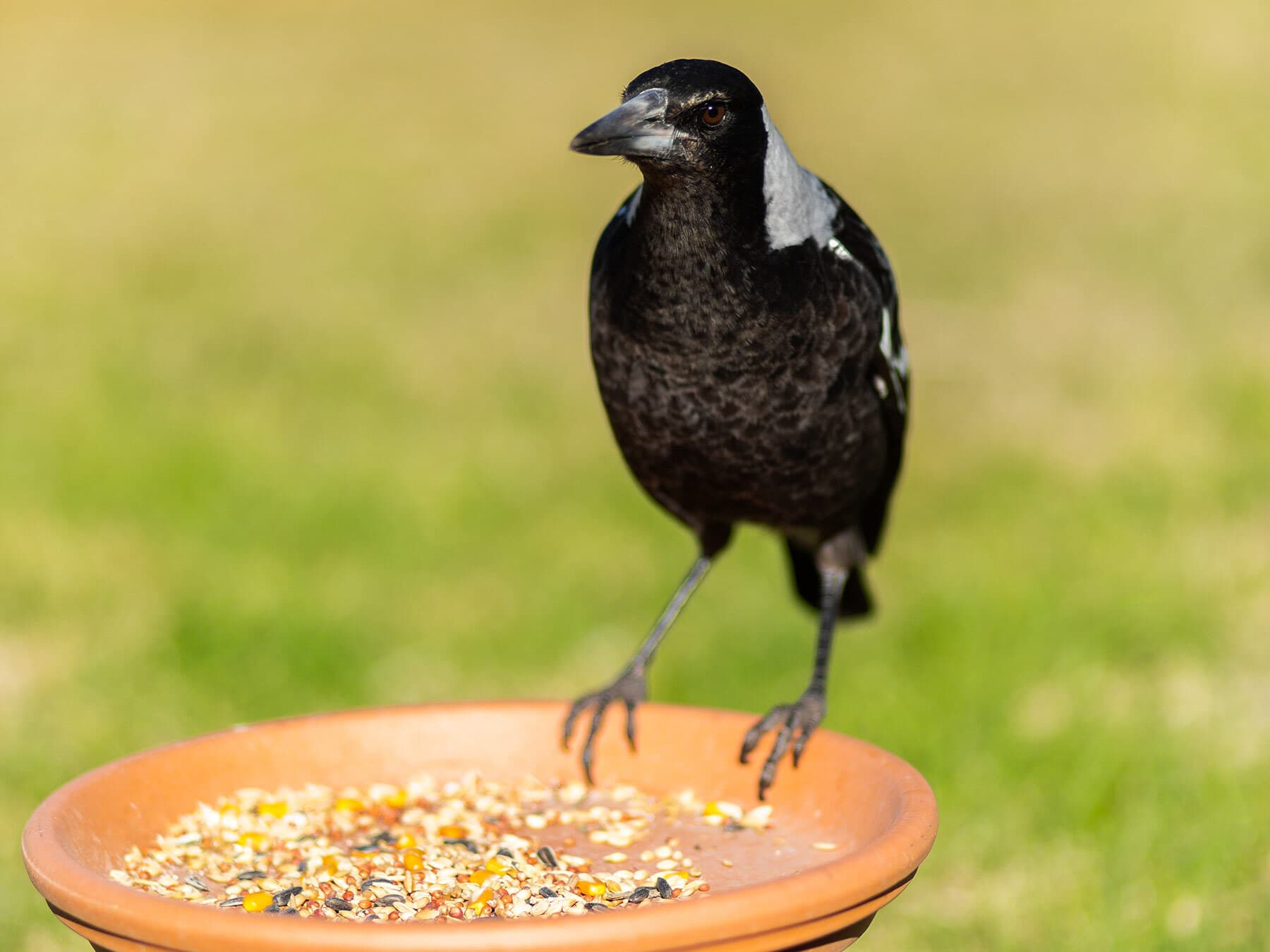 Australian magpie at feeder