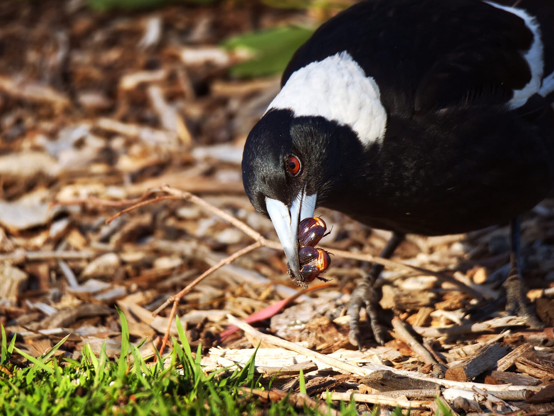Australian magpie eating bugs