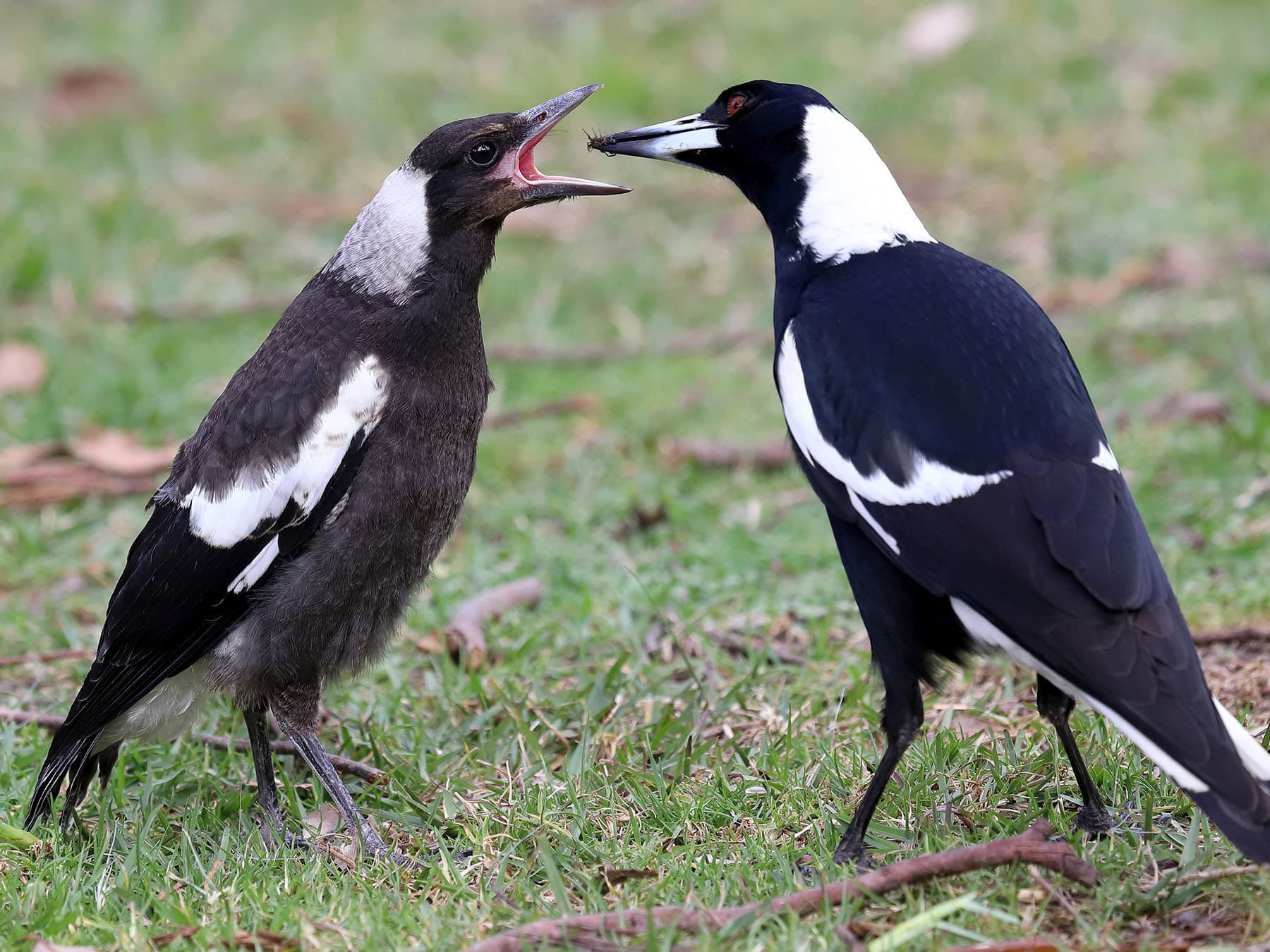 Adult Australian Magpie feeding a fledgling