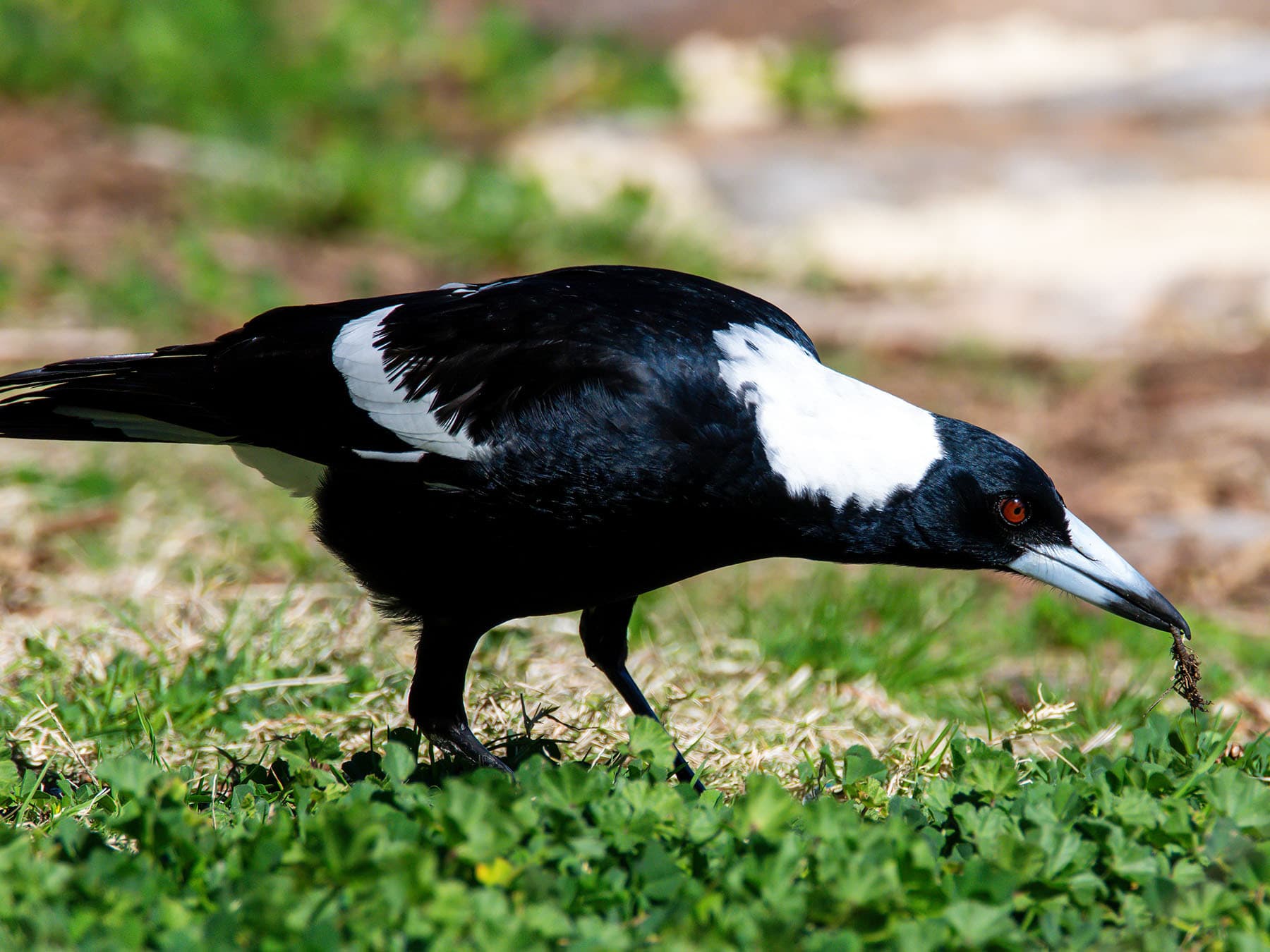 Australian Magpie foraging on the ground