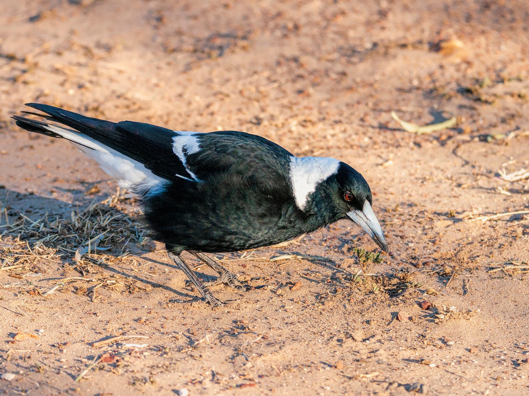 Australian magpie foraging