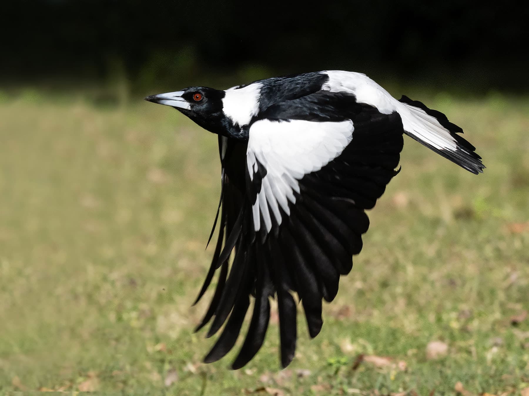 Australian Magpie in-flight