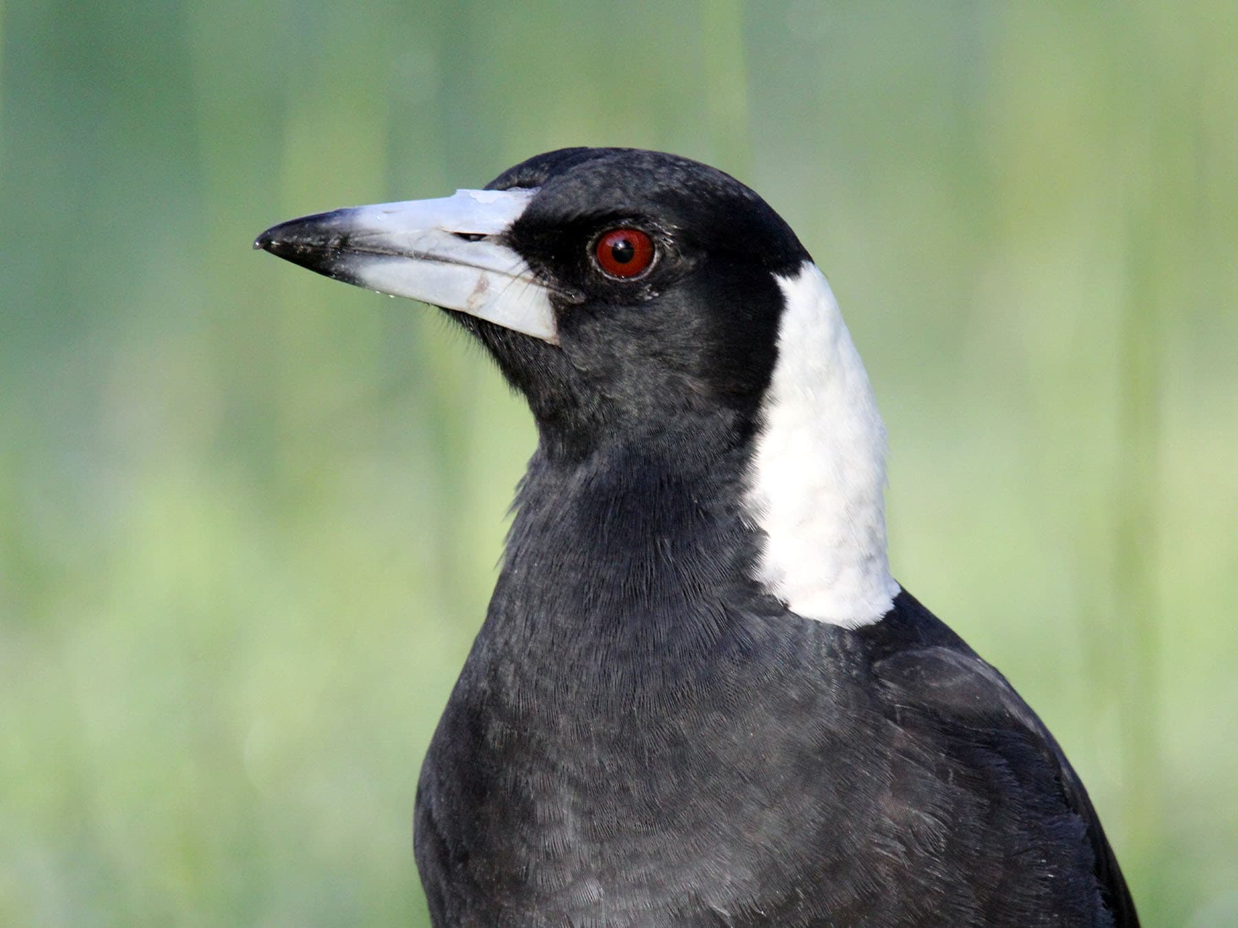 Portrait of an Australian Magpie