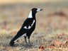 Australian Magpie