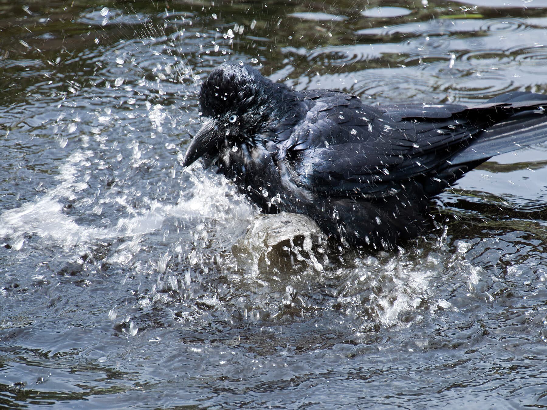 An Australian Raven taking a bath in the water