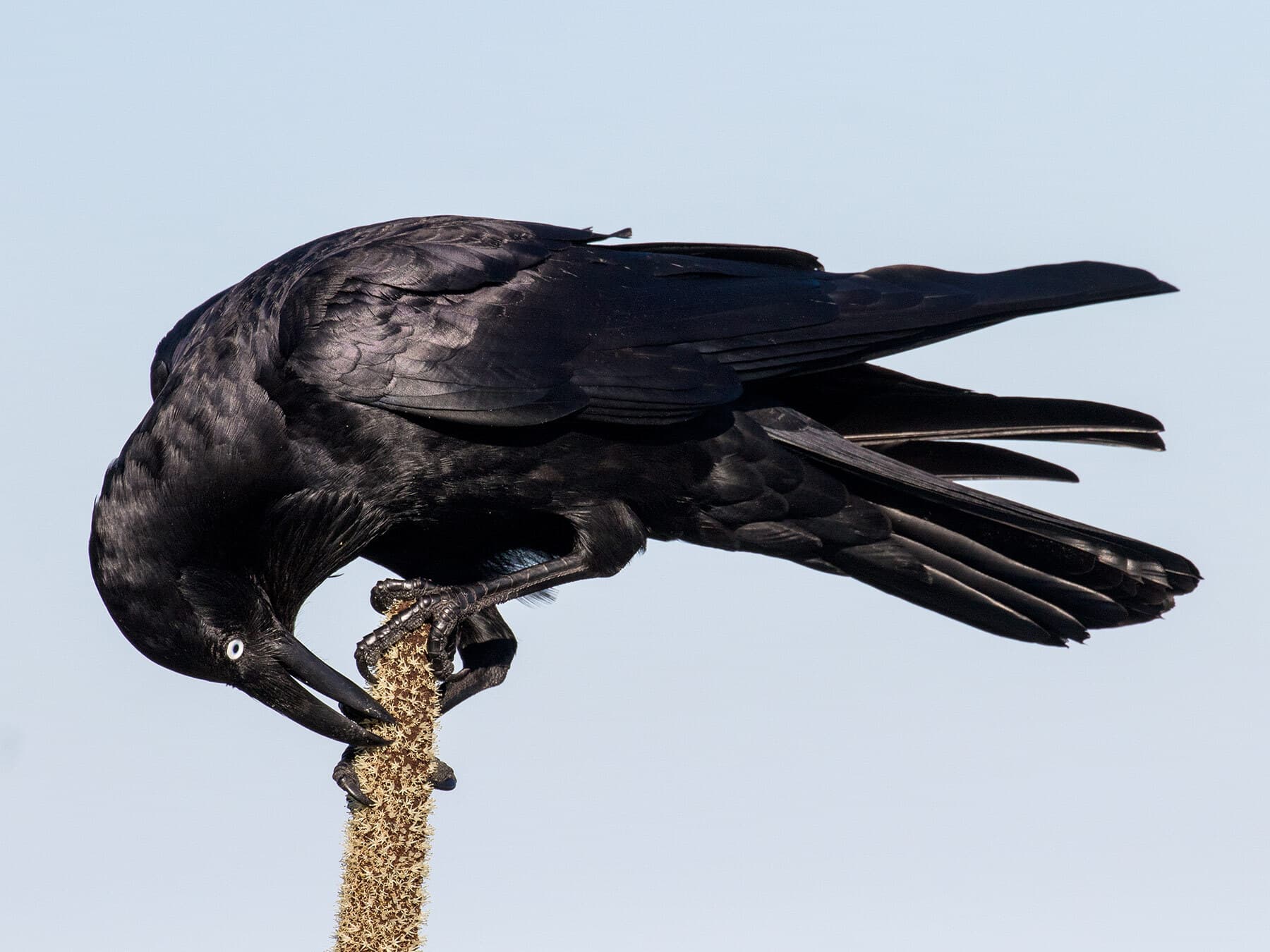 Australian Raven eating oval grass