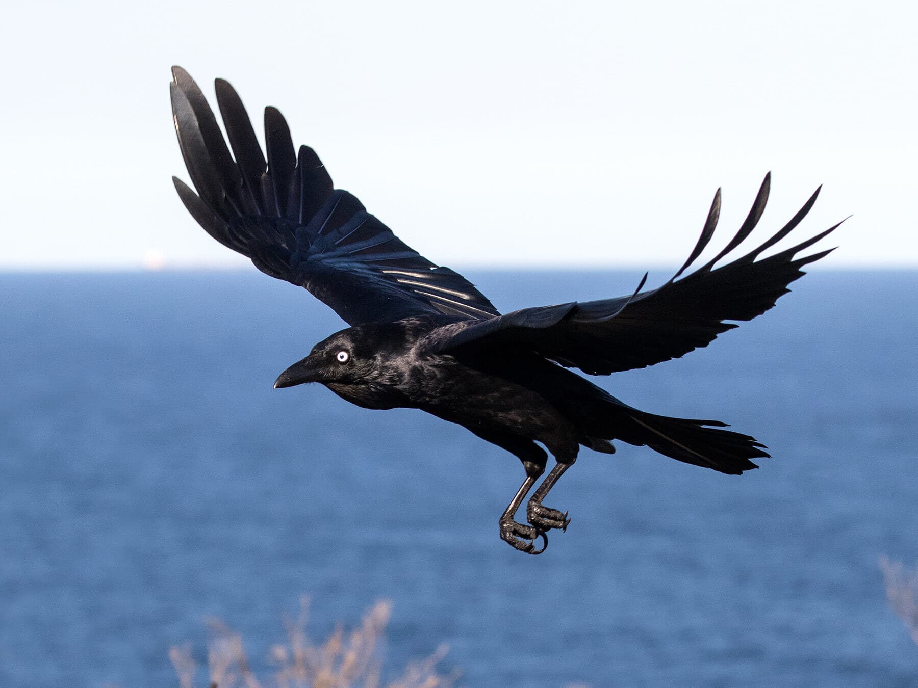 Australian Raven flying