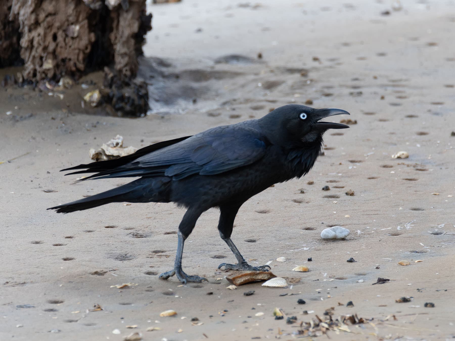 Australian raven foraging on the beach for food