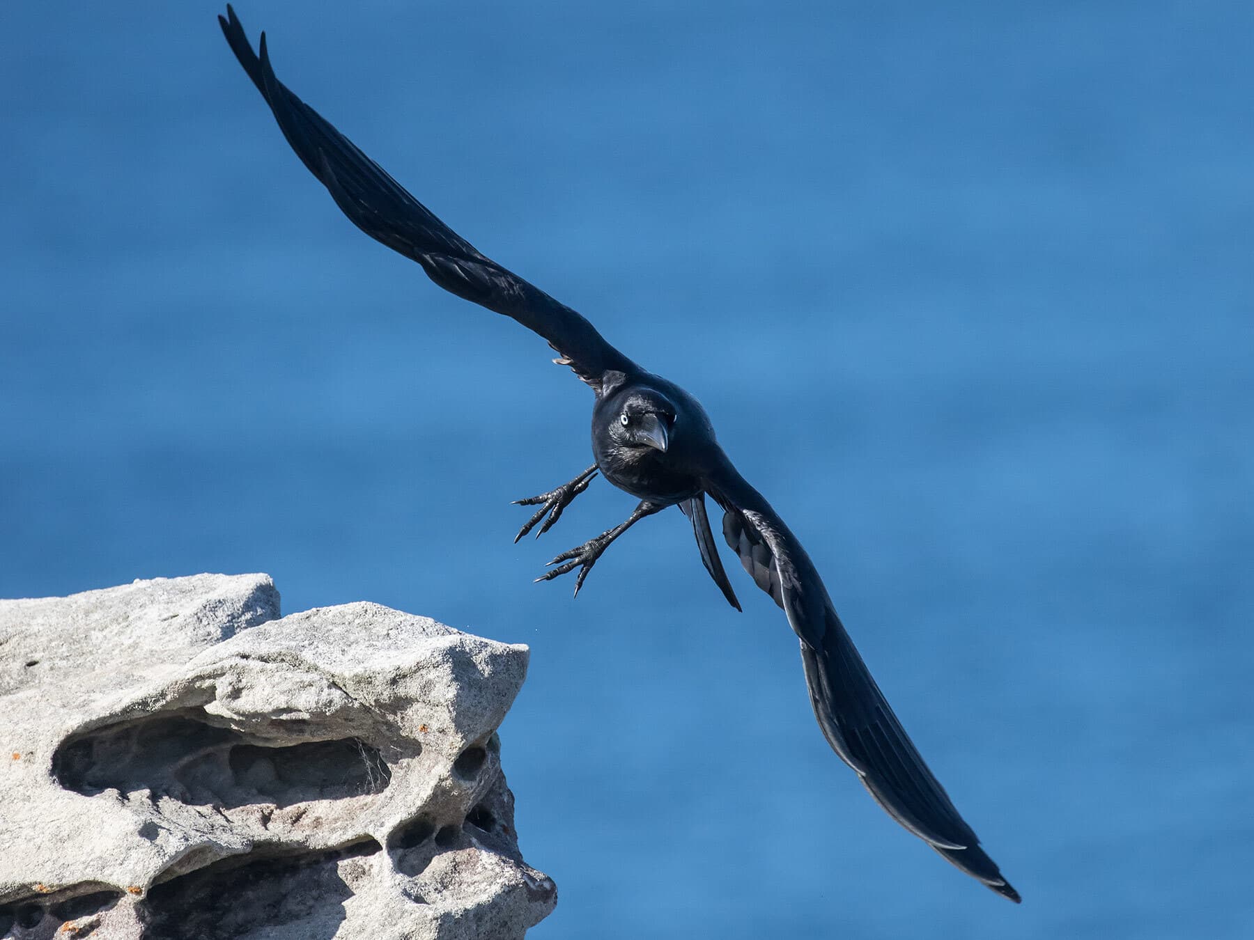 Australian Raven in flight