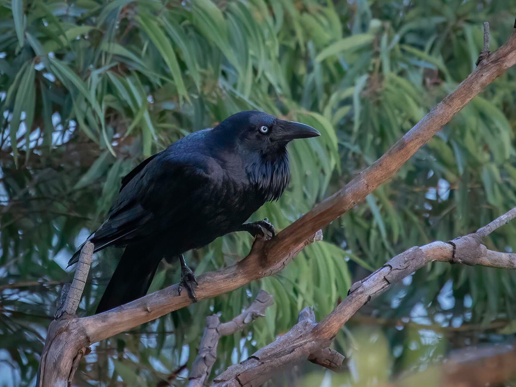 Australian Raven perched in a tree