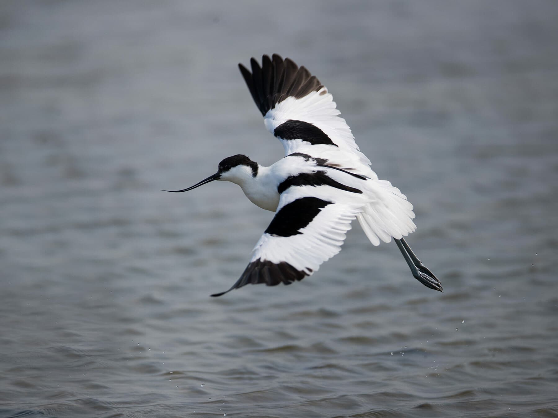 Avocet in flight