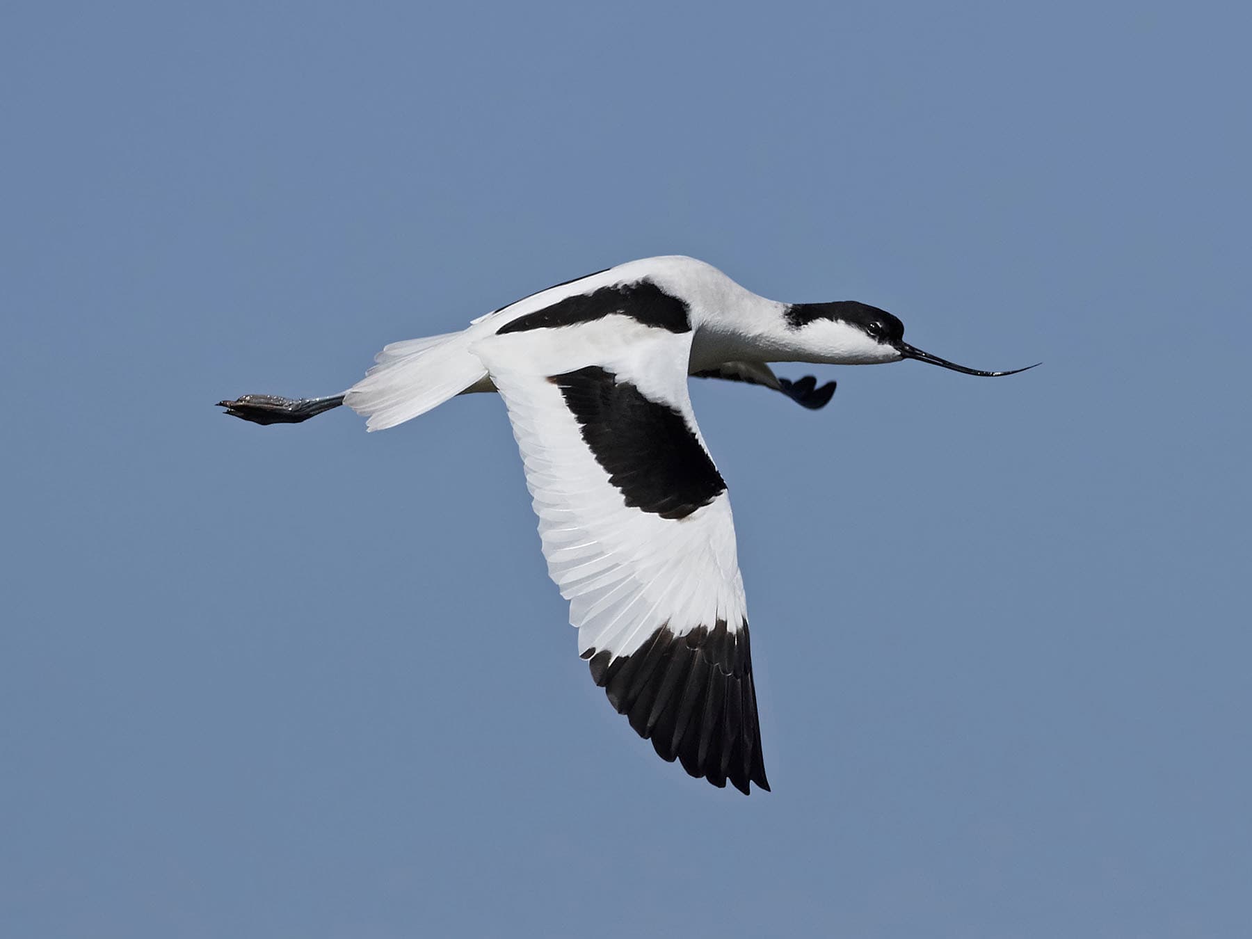 Avocet in flight