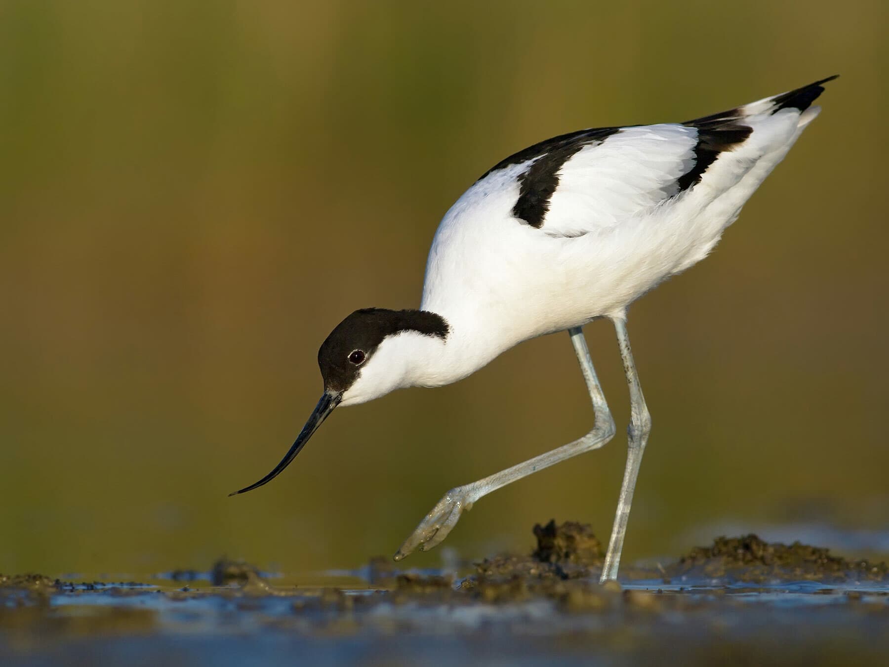 Avocet looking for food