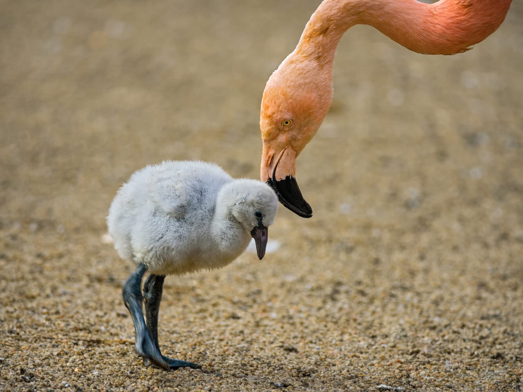 Baby american flamingo