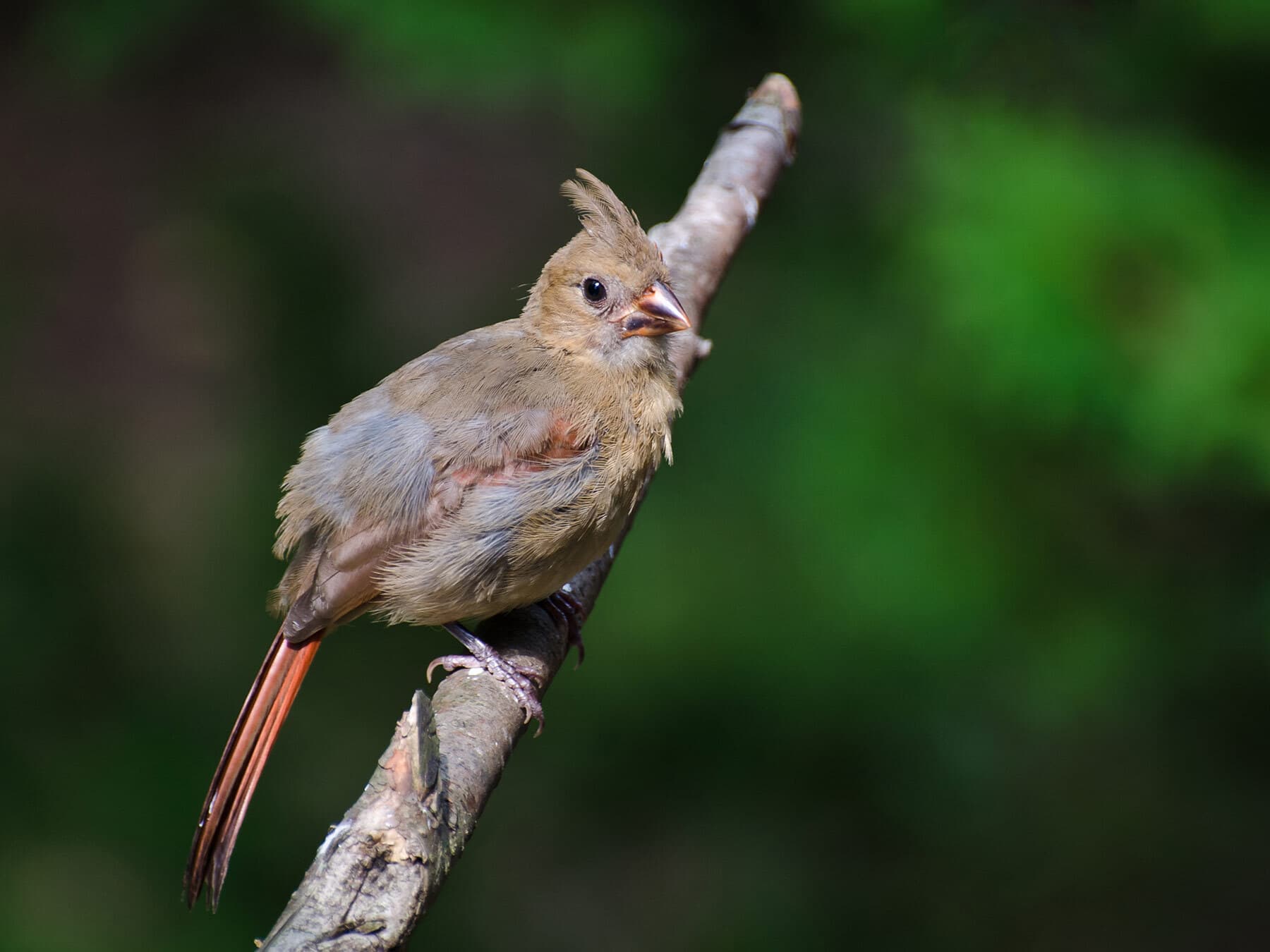 Baby cardinal