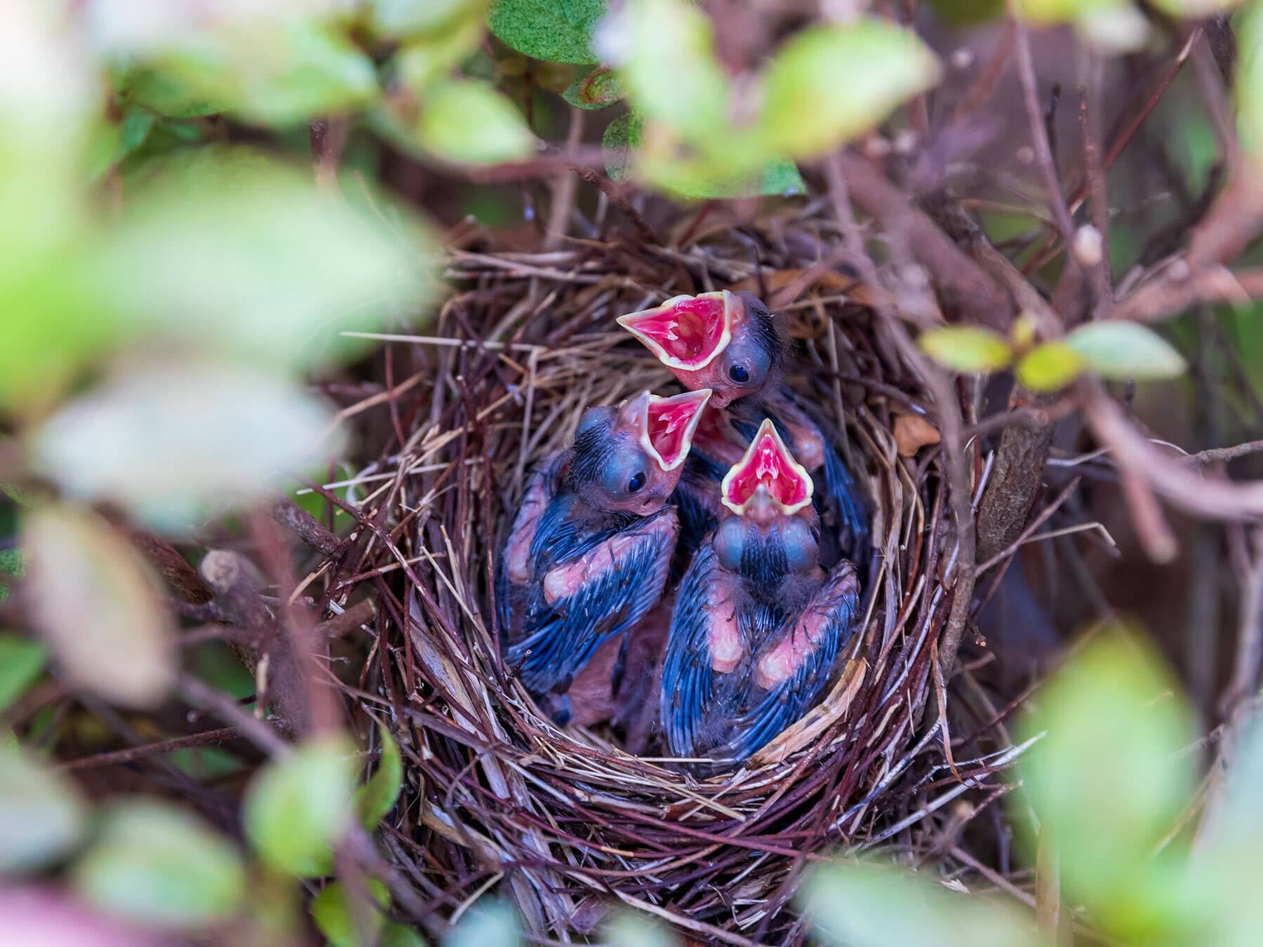 Baby cardinals in nest
