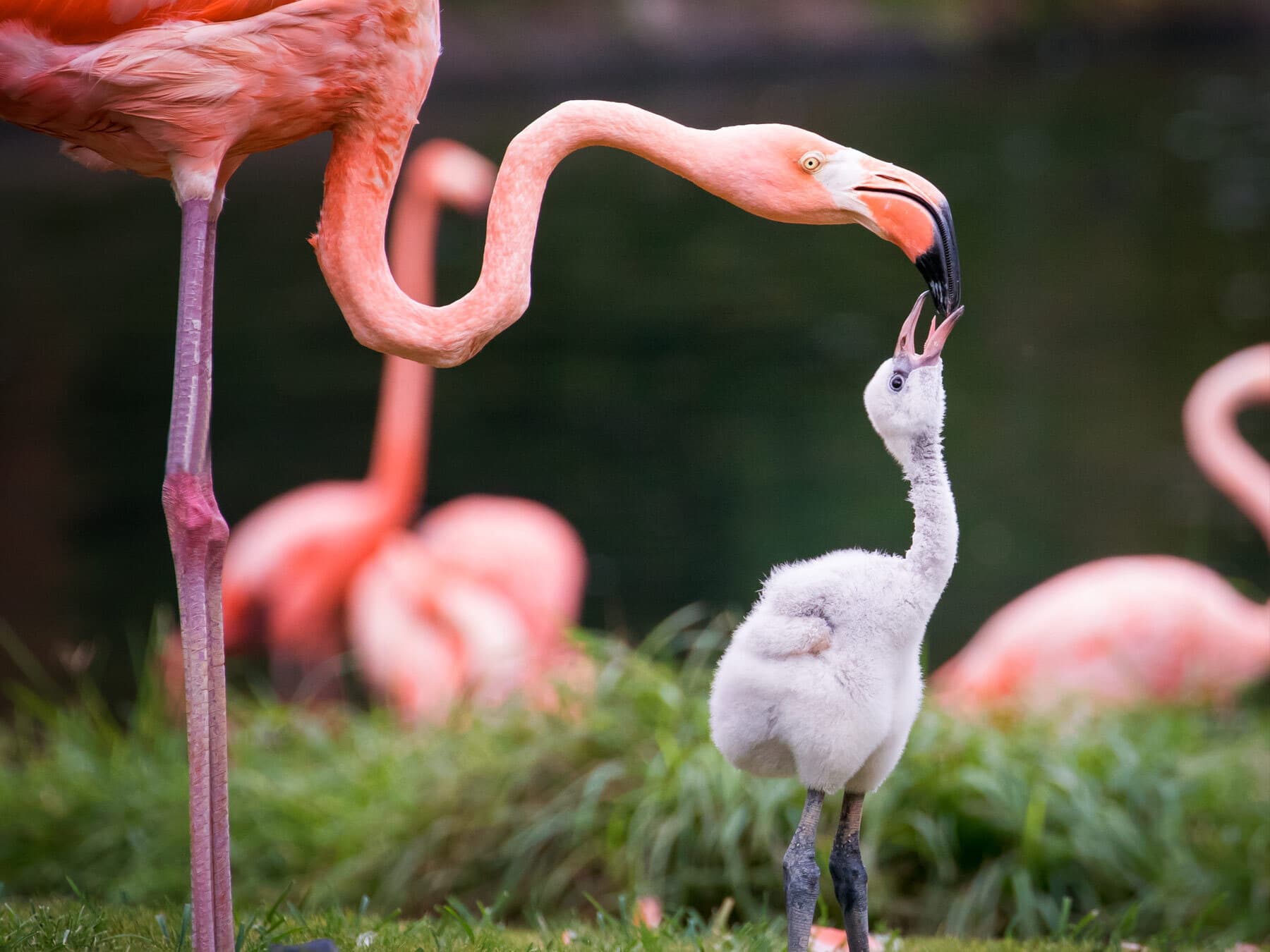 Baby flamingo feeding