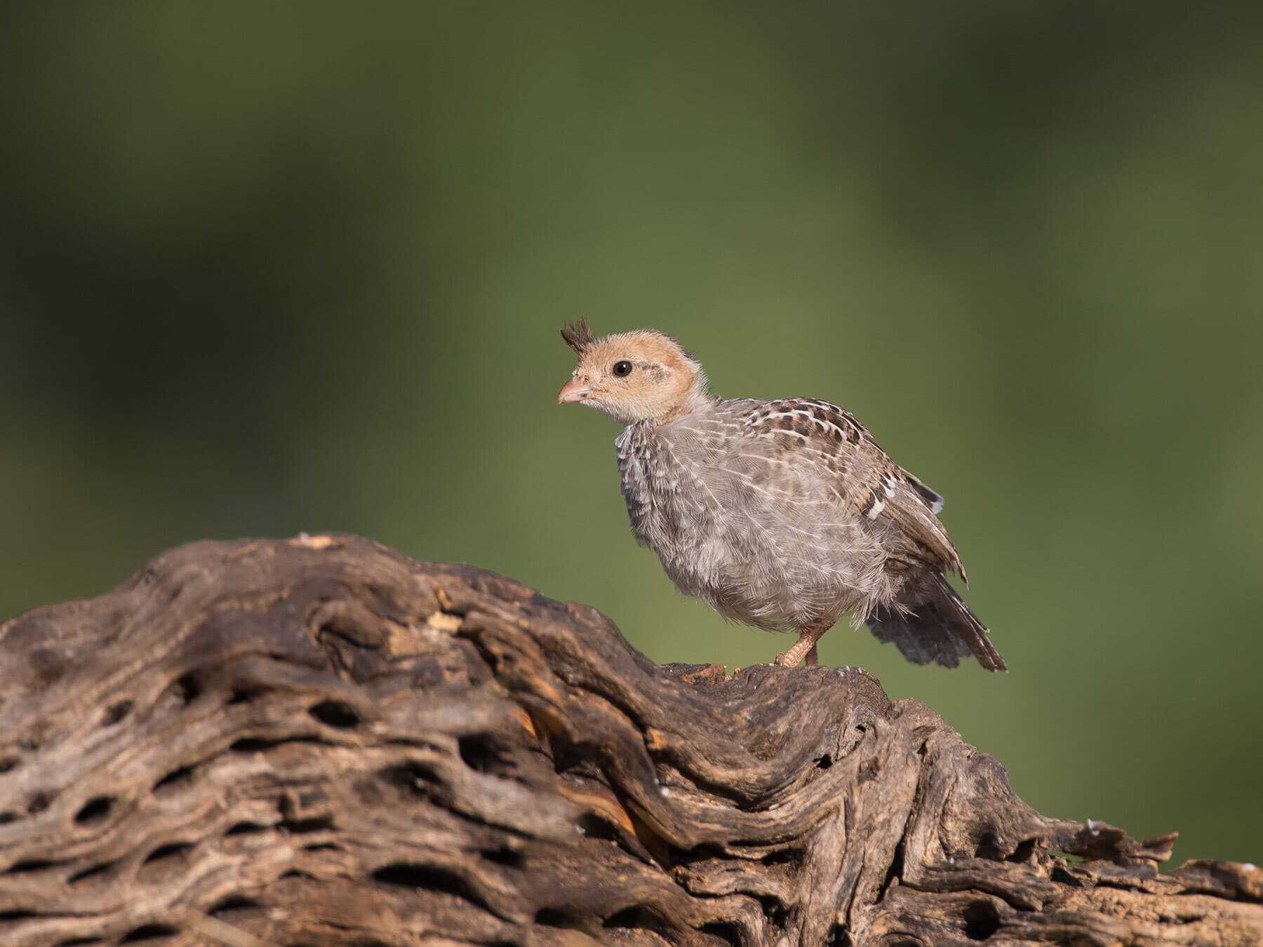 Baby gambels quail