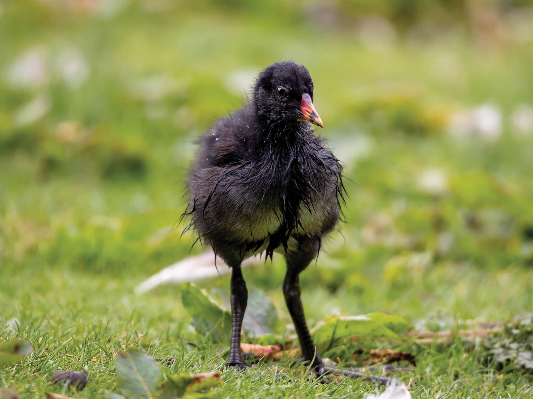 Young baby Moorhen chick out of the water, standing on the grass