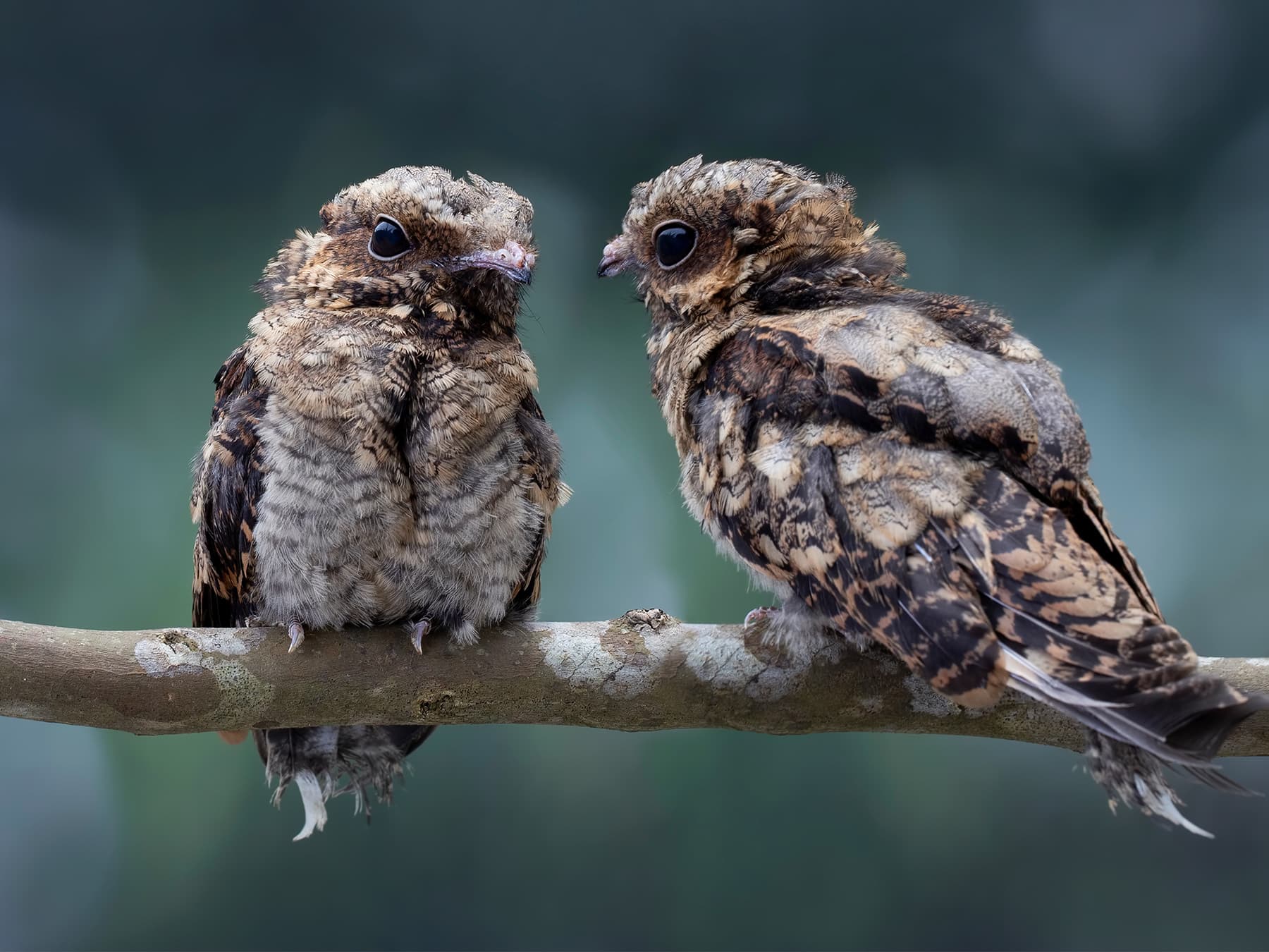 Pair of young Nightjars
