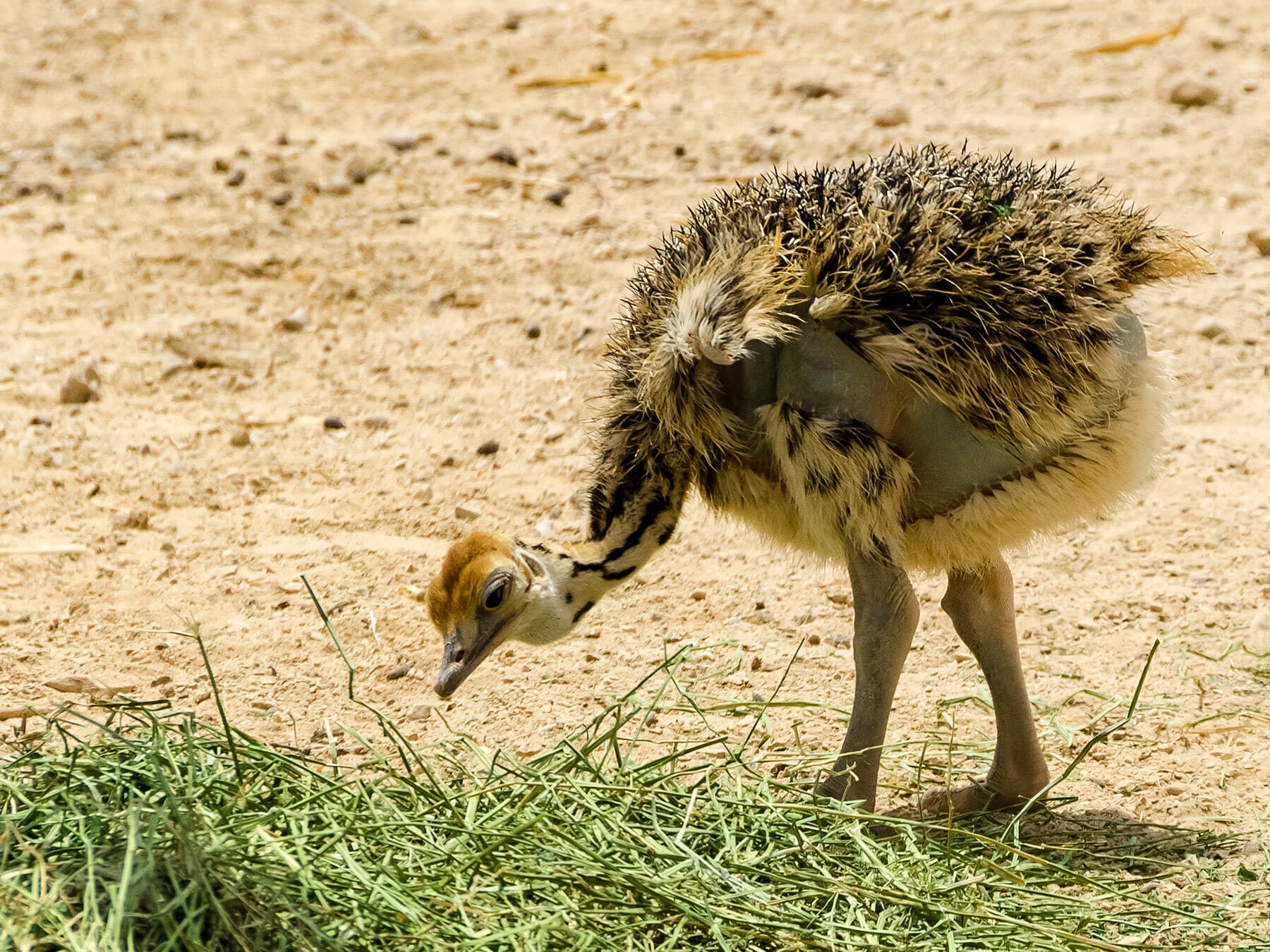 Baby ostrich foraging