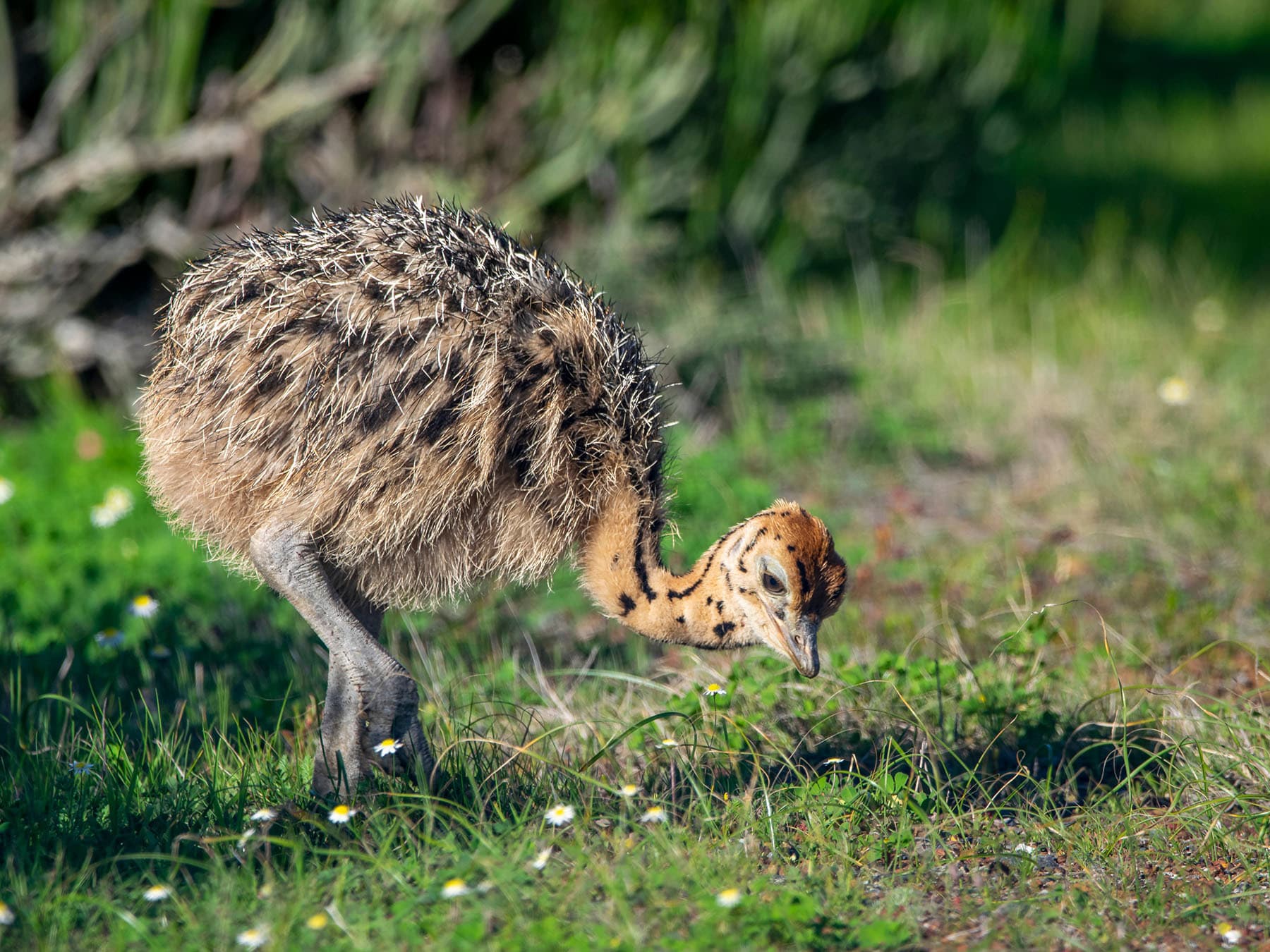 Baby ostrich foraging