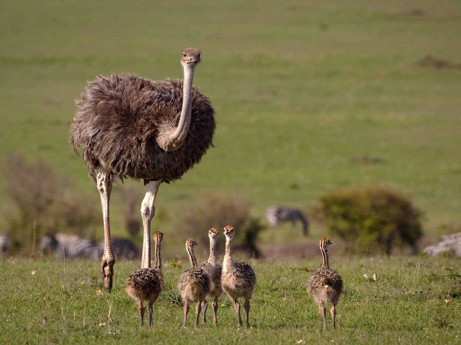 Baby ostriches