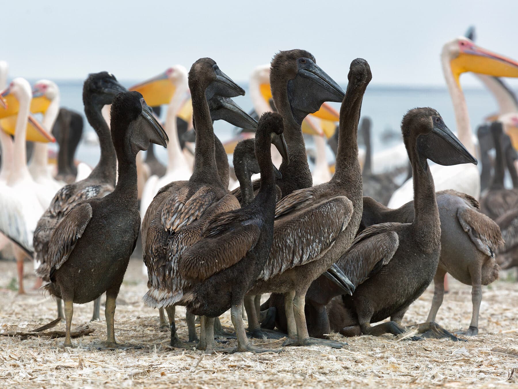 Baby pelican creche