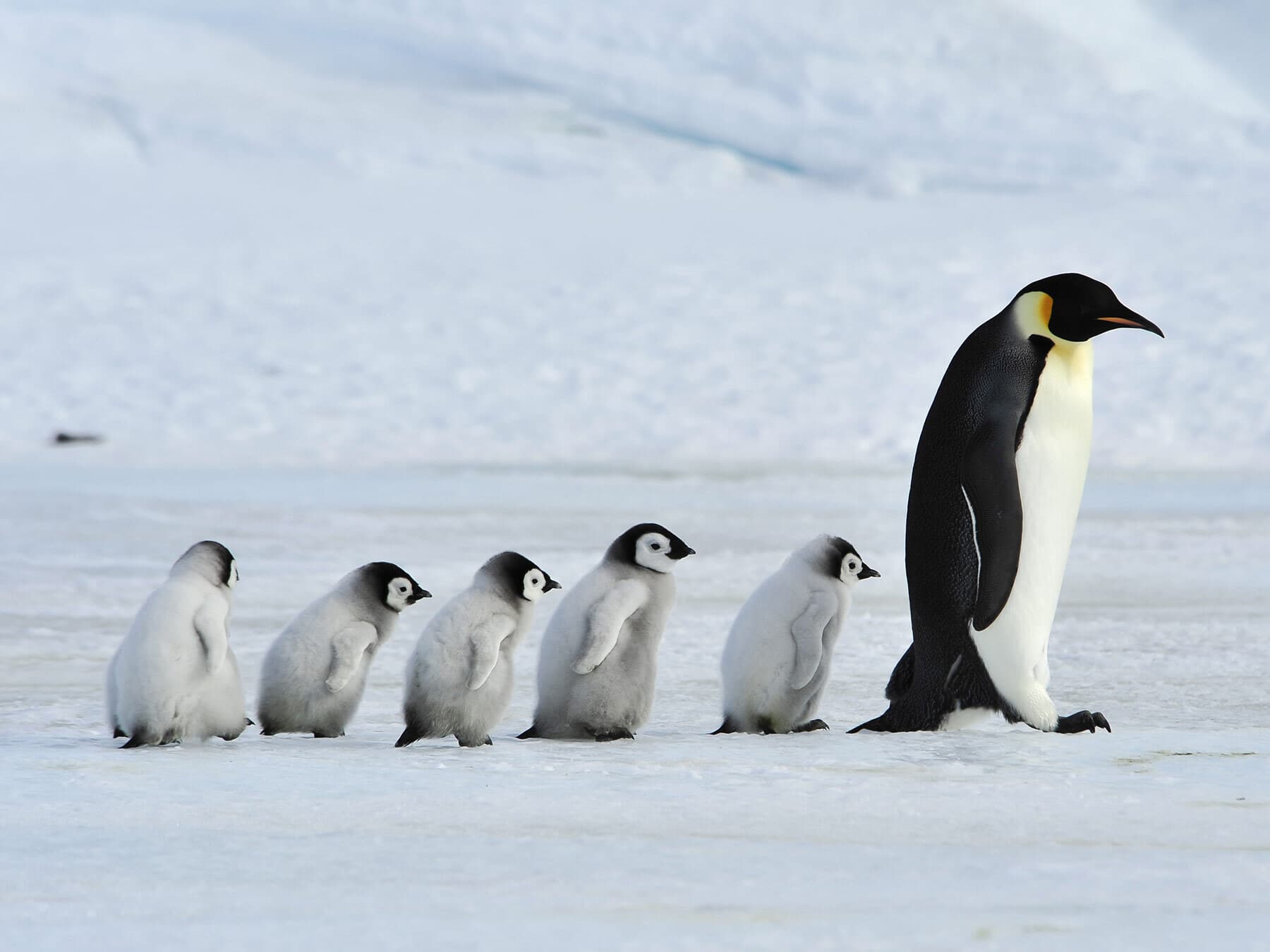 The World of Baby Penguins: From Hatchling to Adult