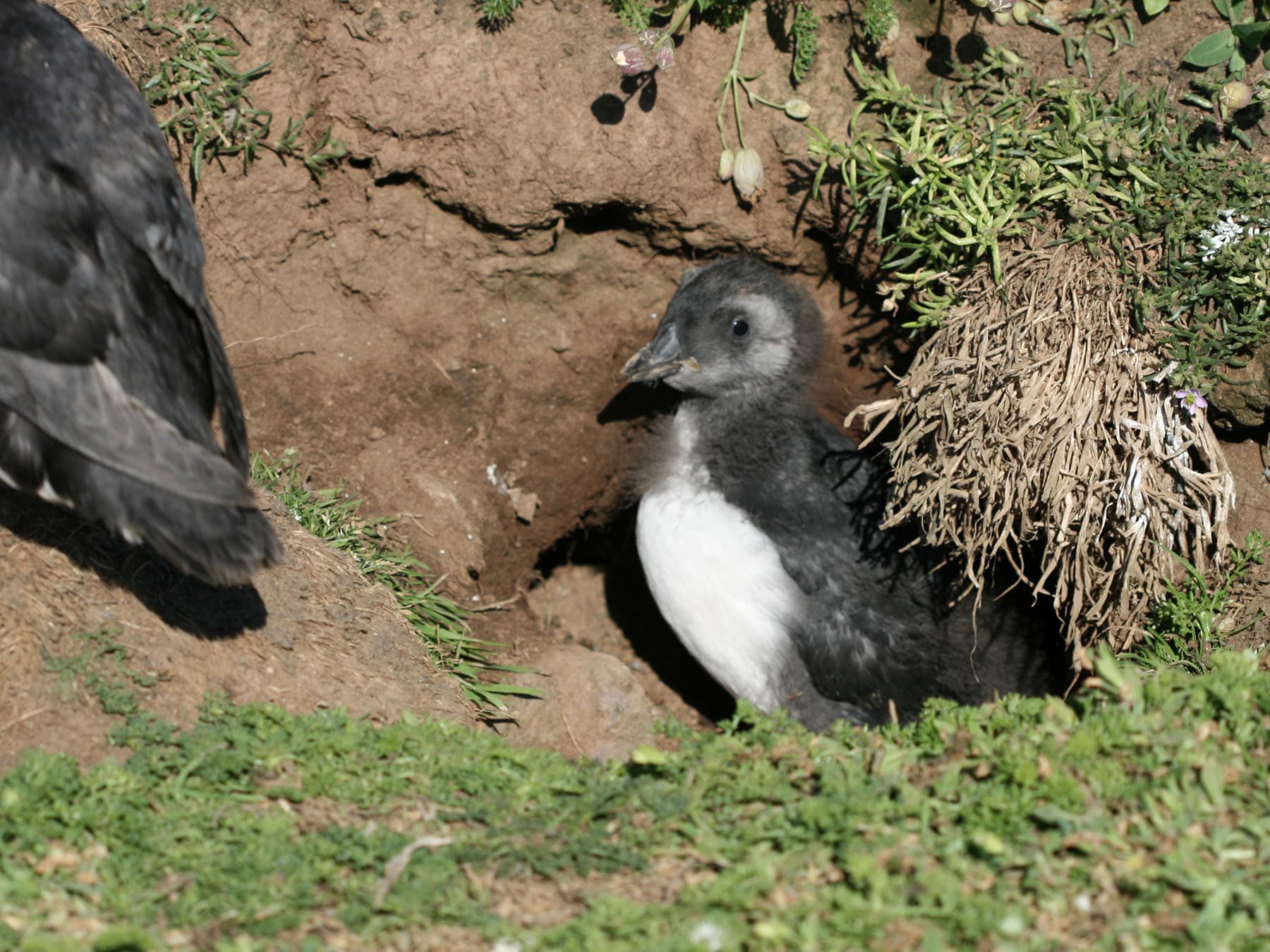 Baby puffin