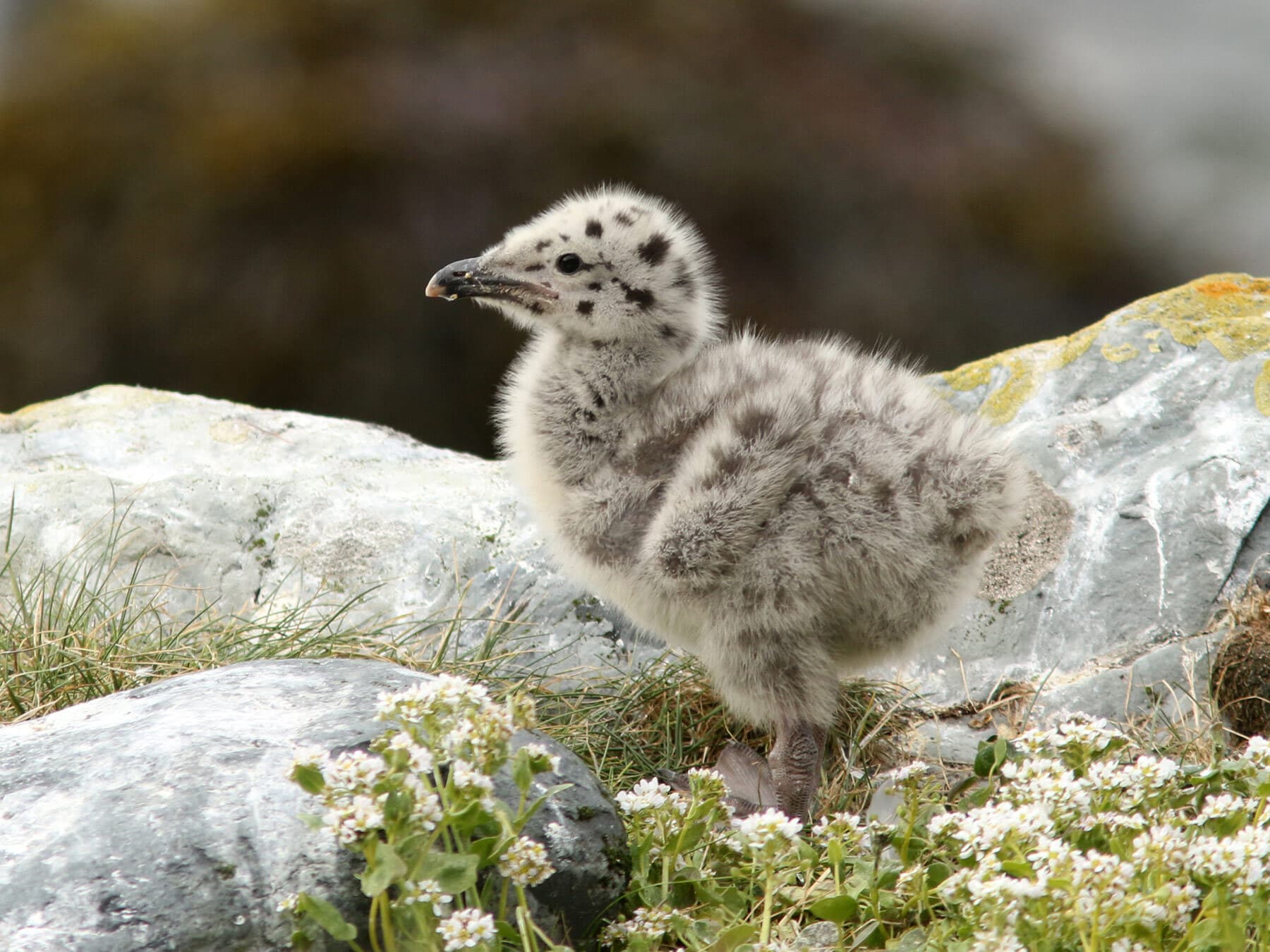 Baby Seagulls: All You Need to Know (with Pictures)