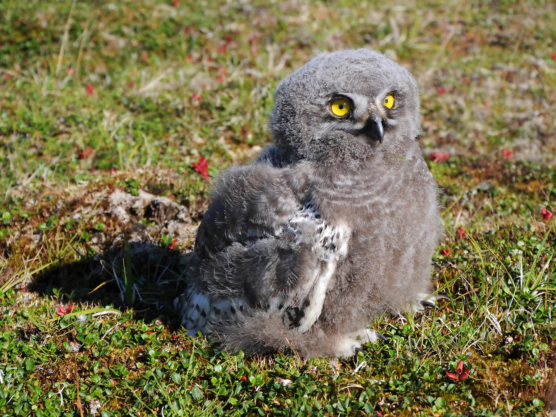 Baby snowy owl