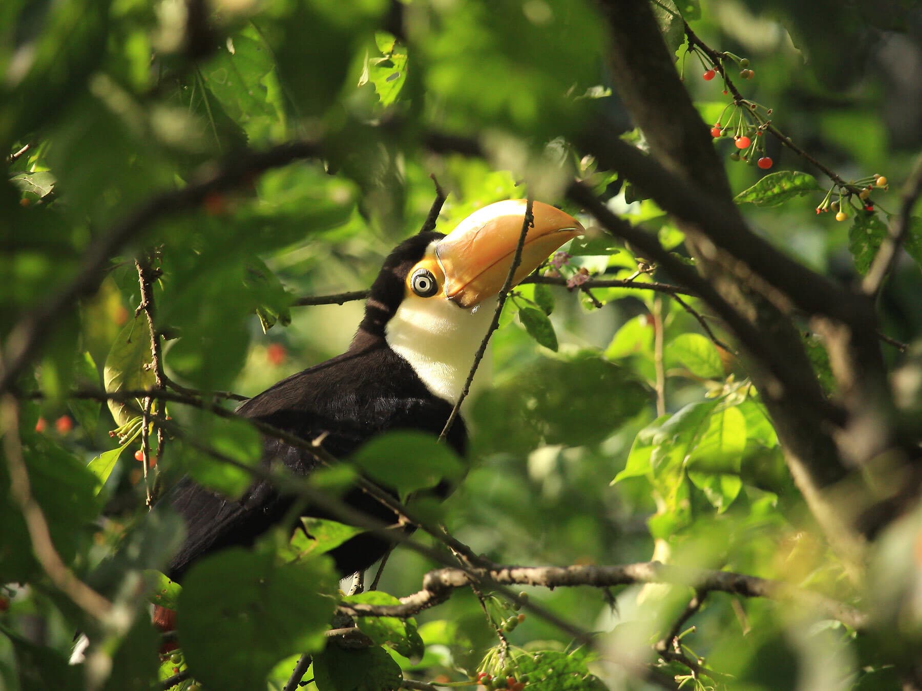 Baby toucan in the forest