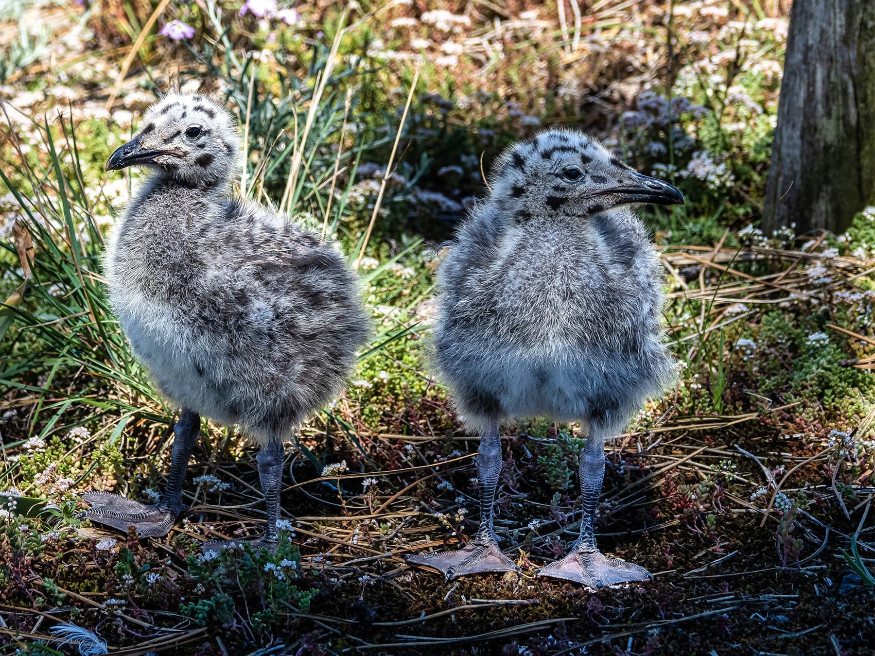 Two baby Yellow-legged Gulls
