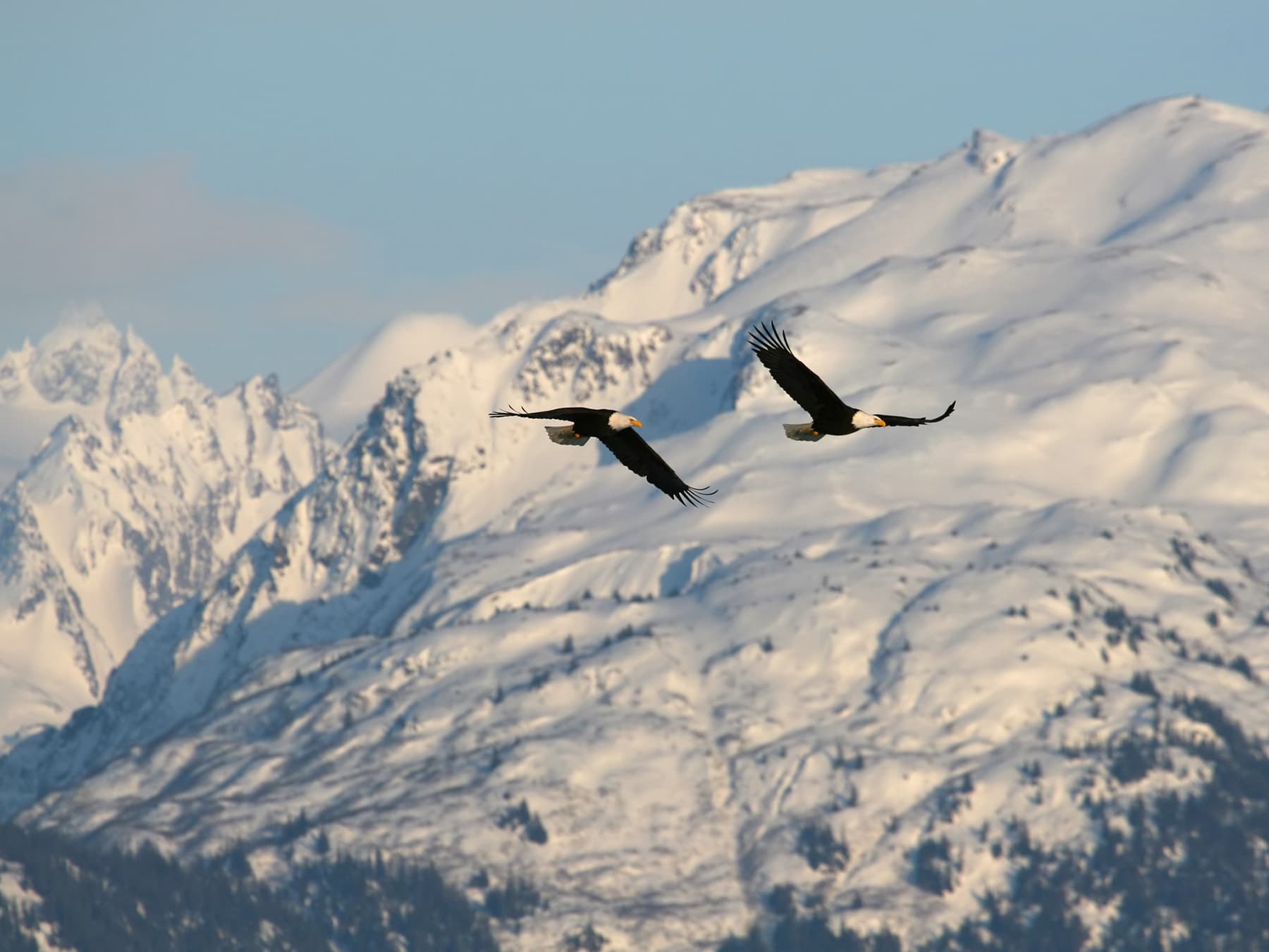 Bald eagle aerial displays