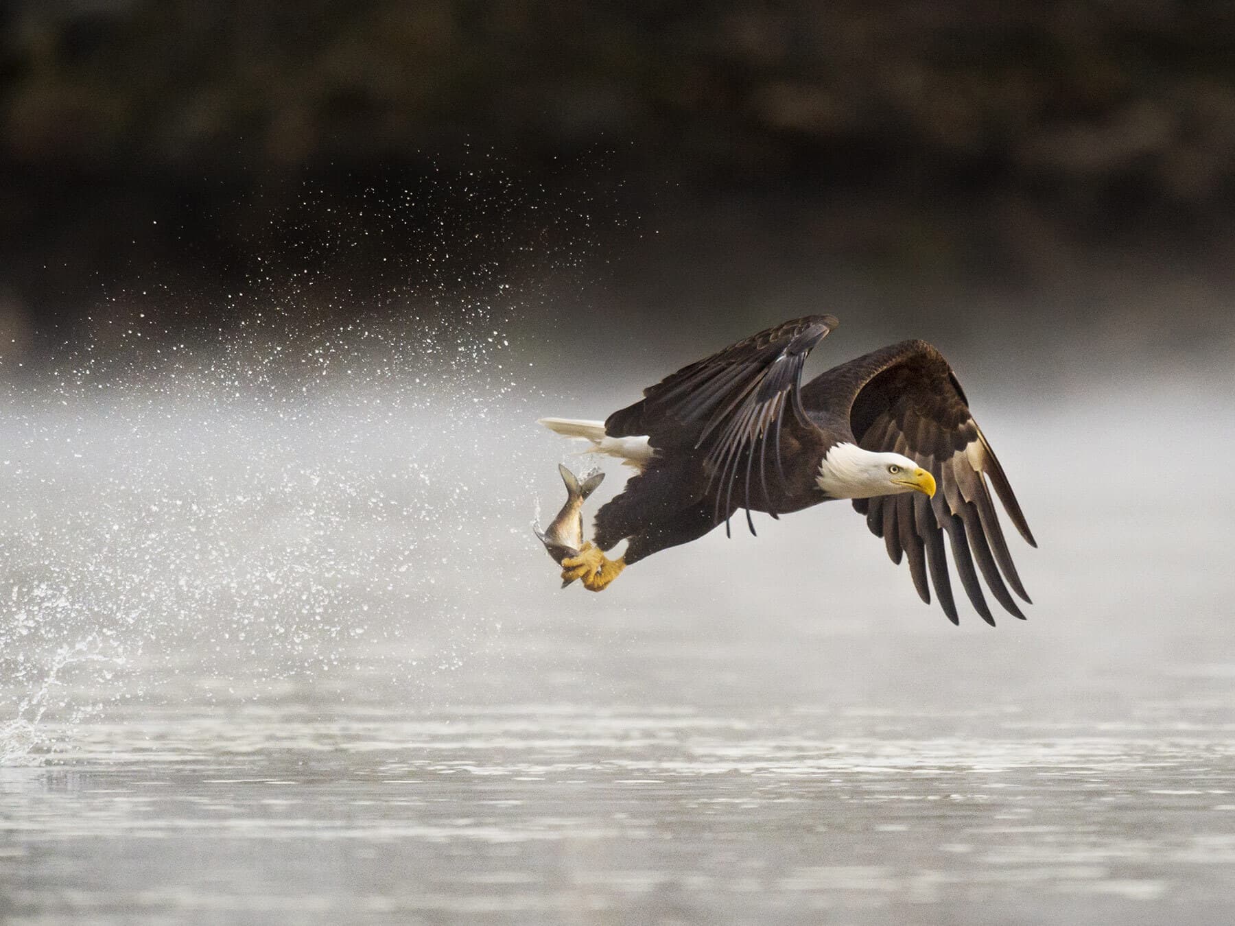 Bald eagle caught fish