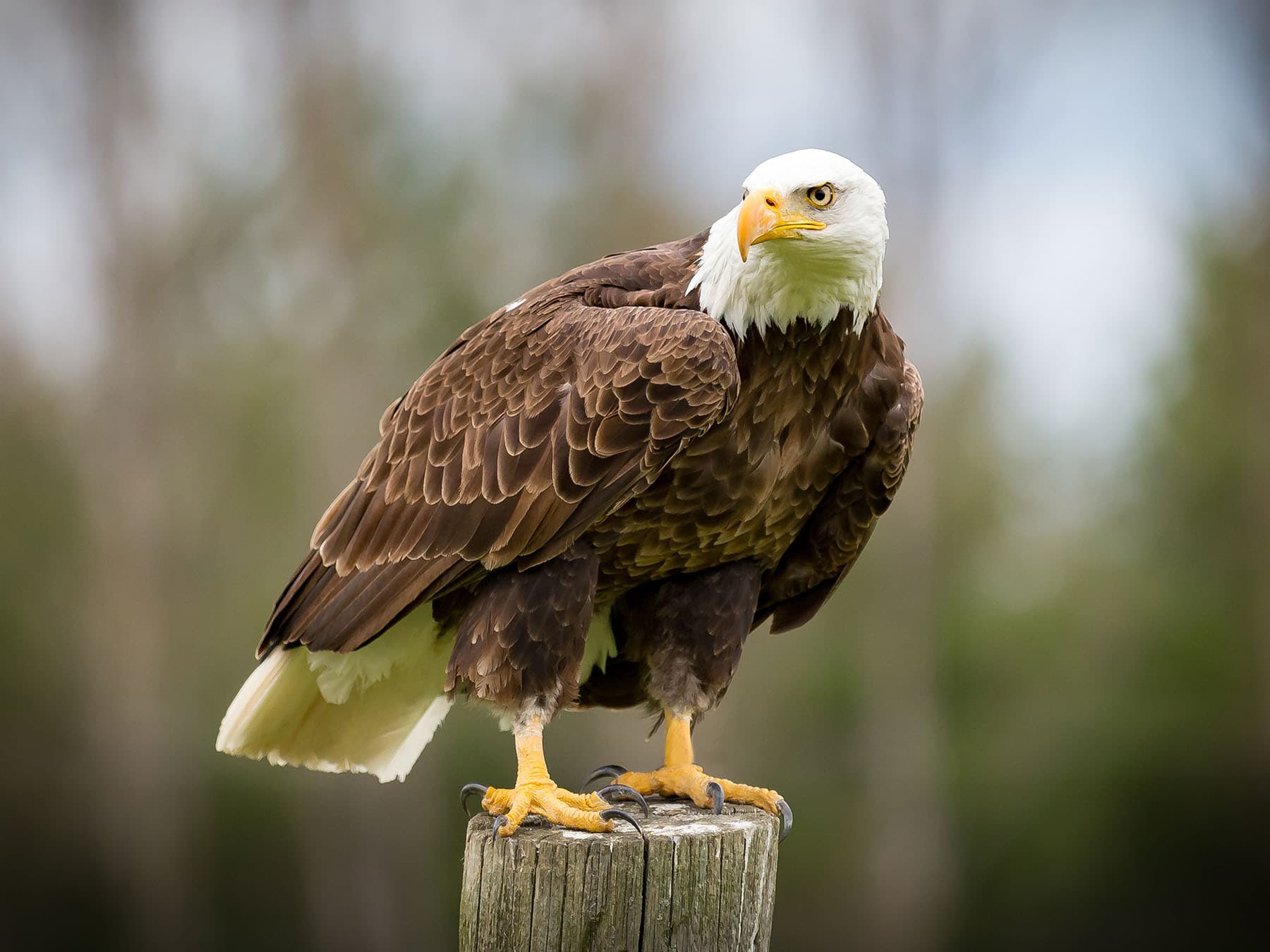 Close up of a perched Bald Eagle