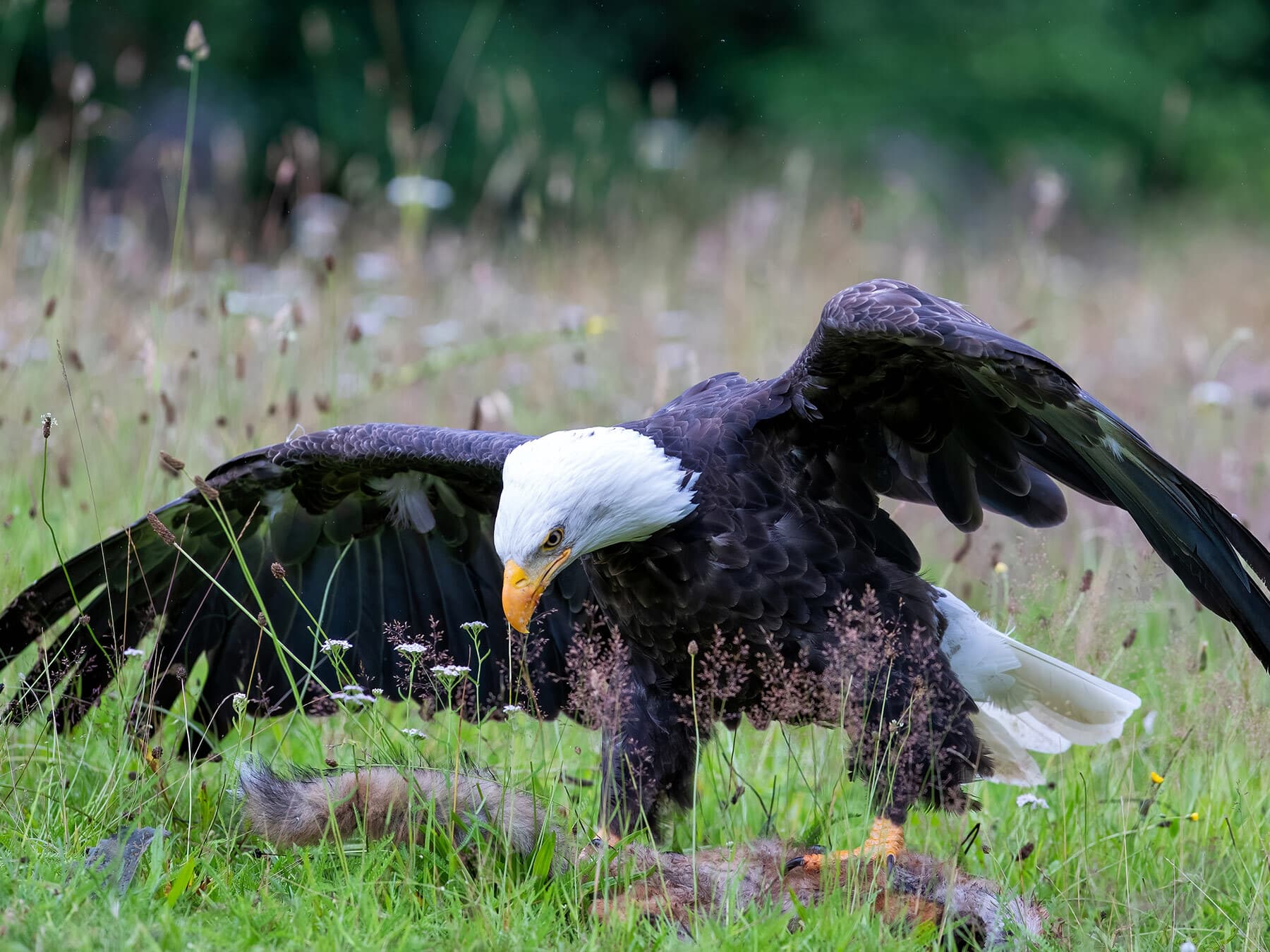 Bald eagle eating red fox