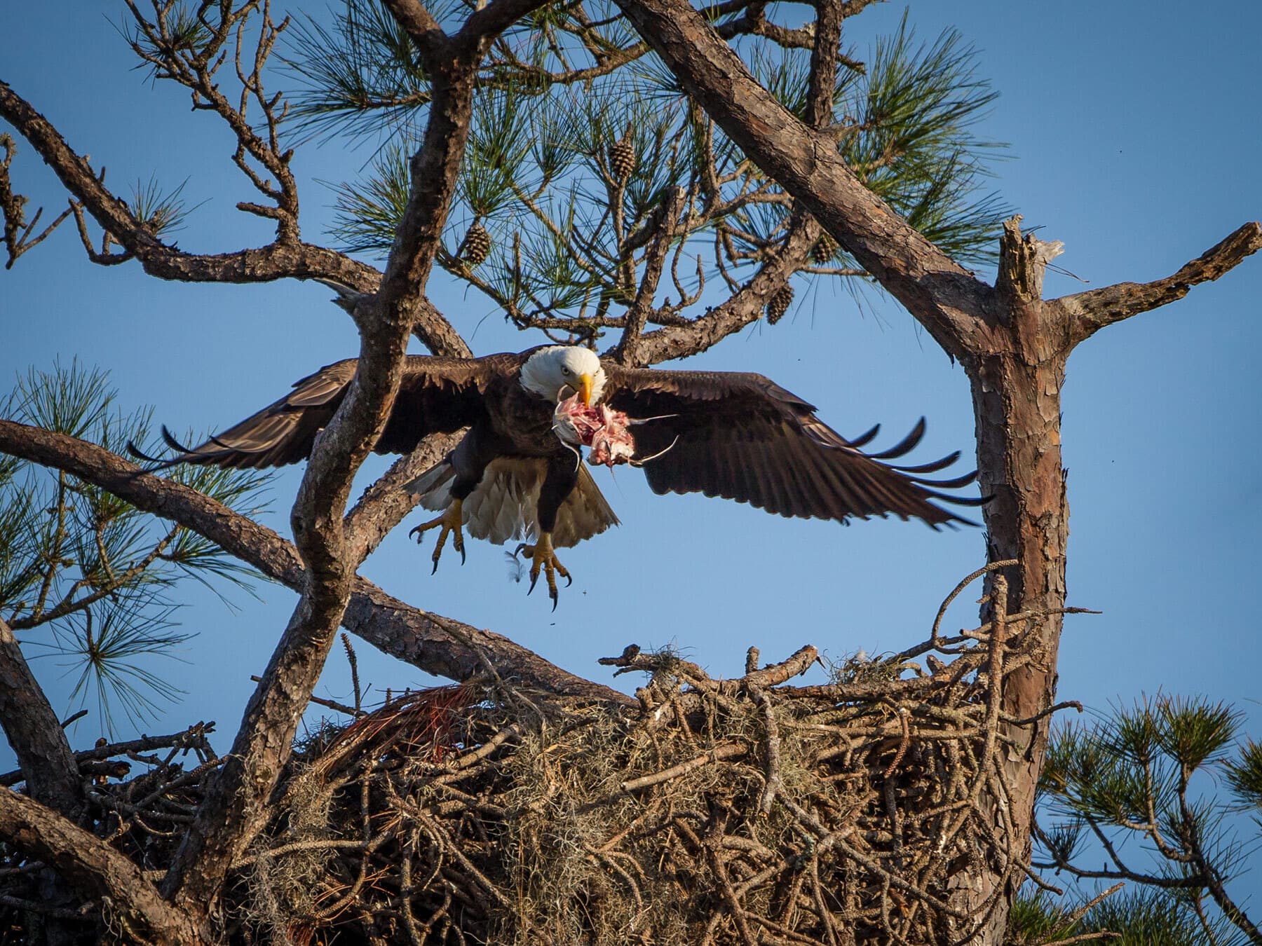 Bald eagle feeding young