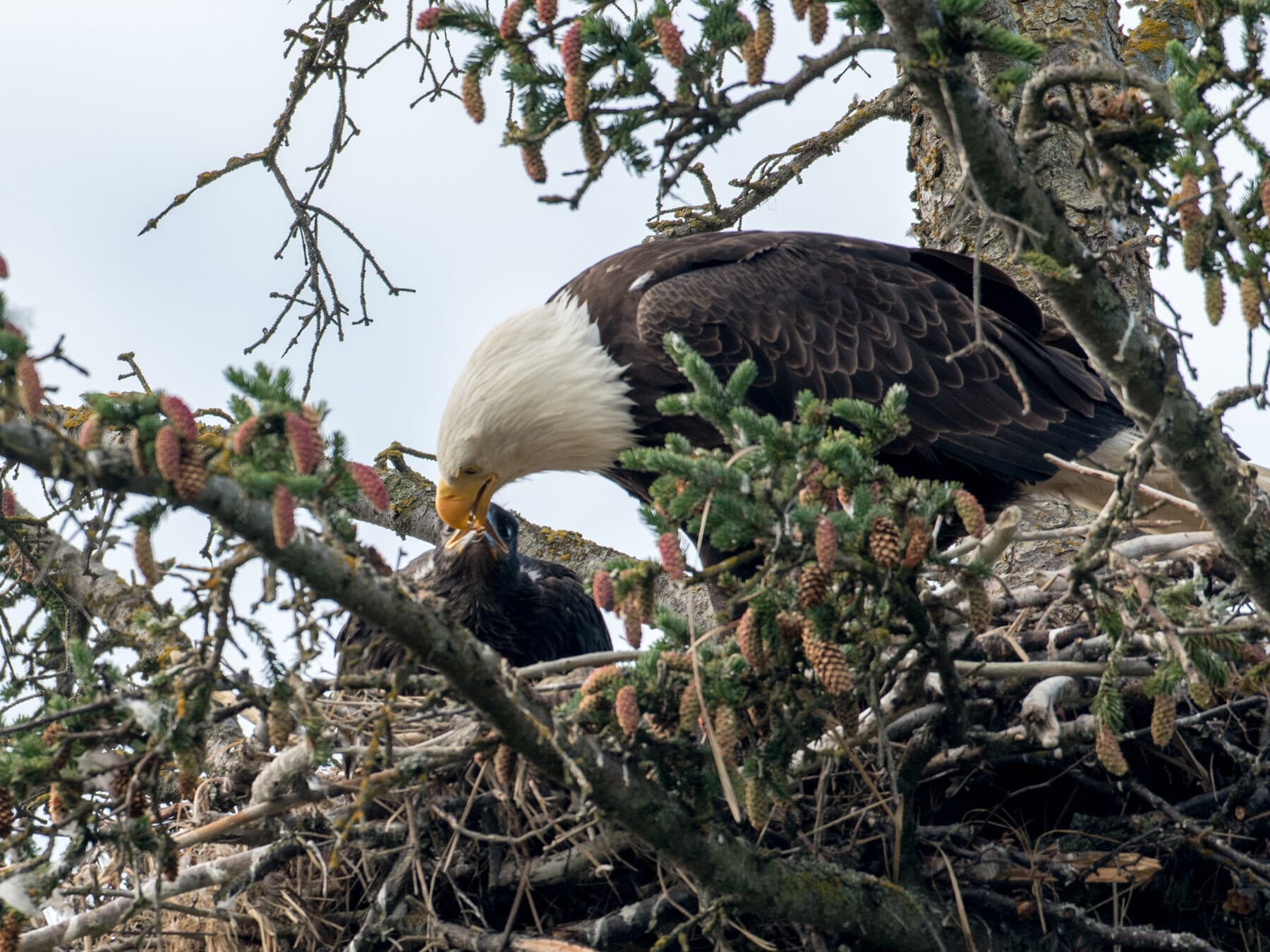 Bald eagle feeding young