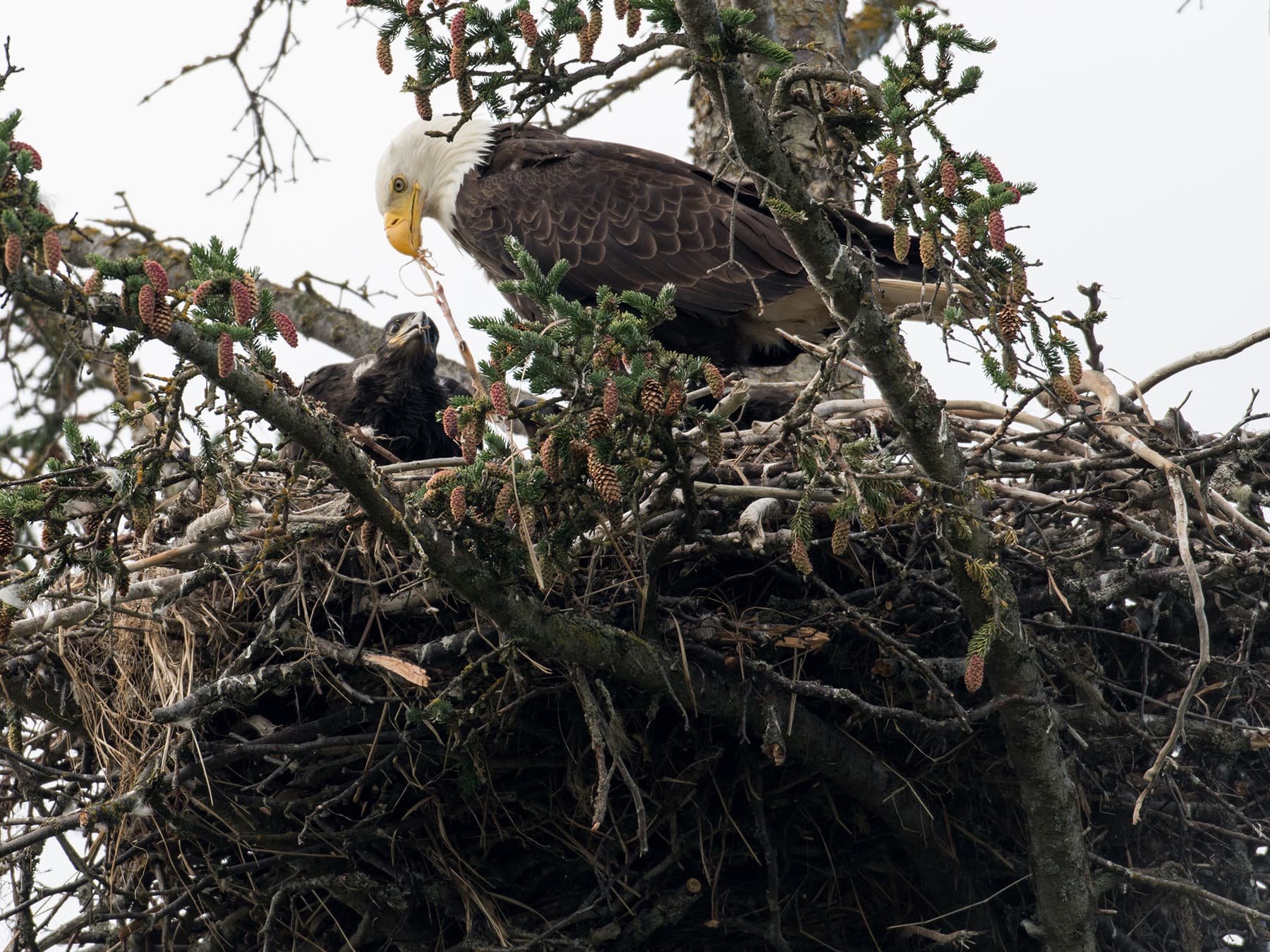 Bald eagle feeding young