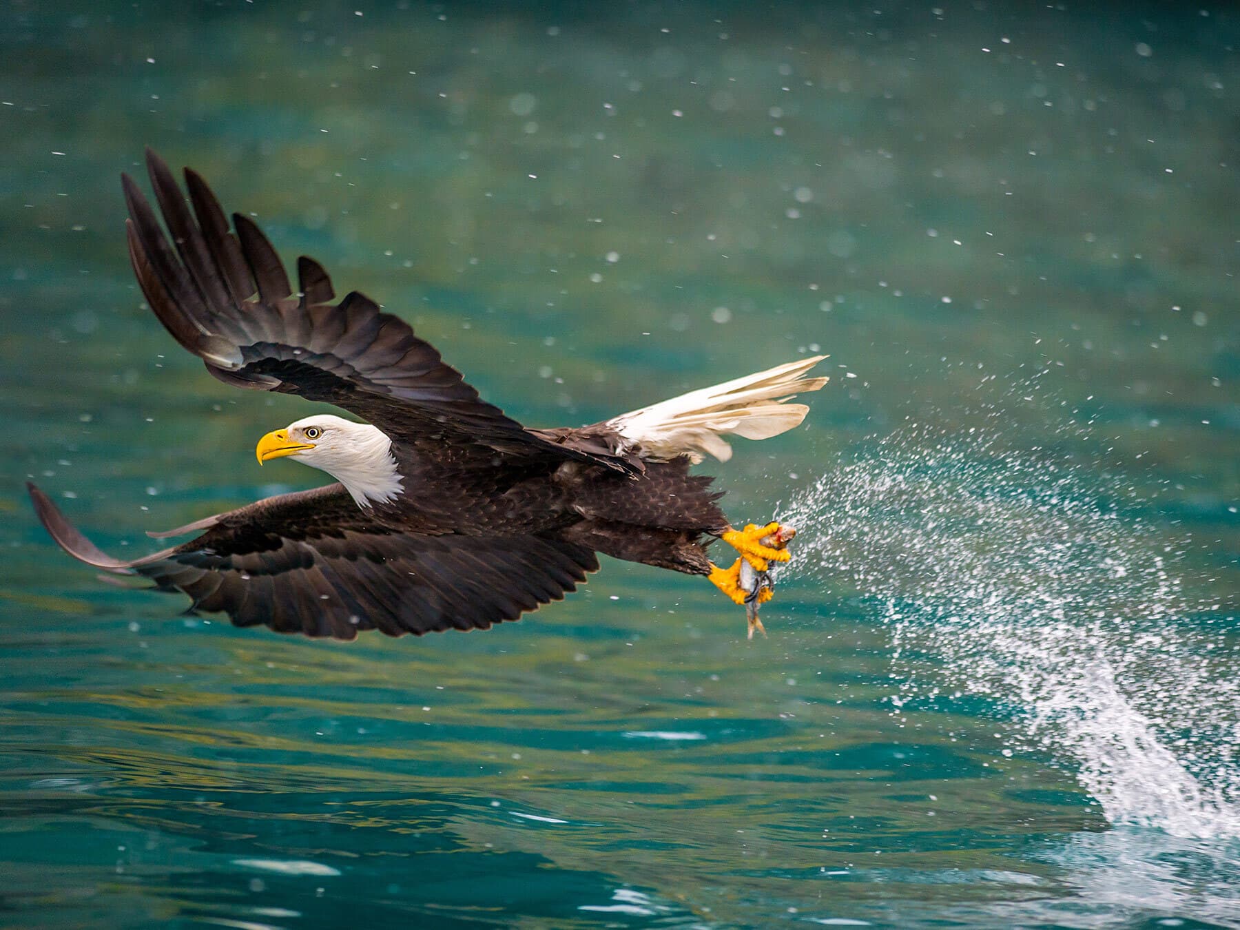 Bald eagle fishing