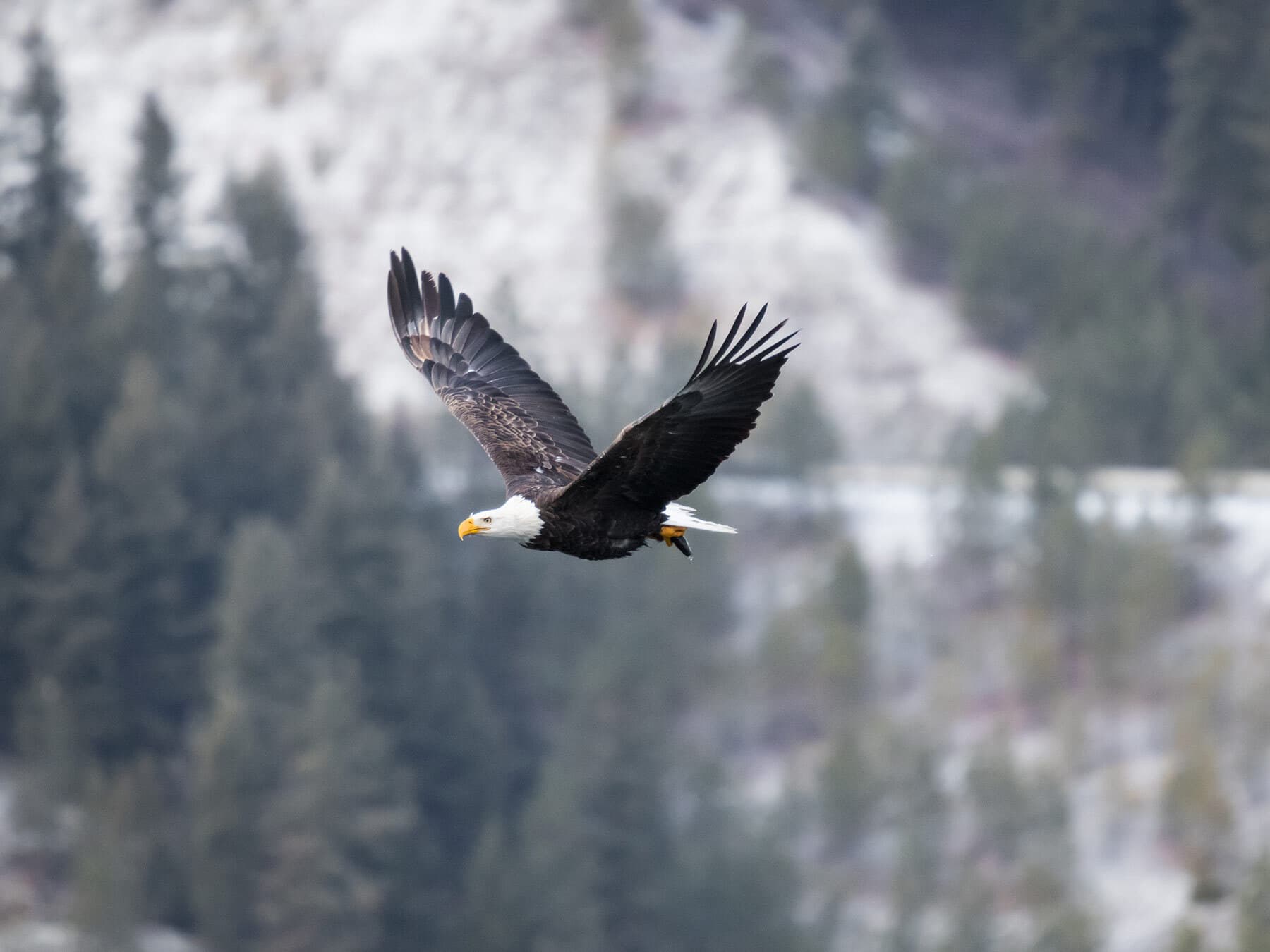 Bald eagle flying with fish