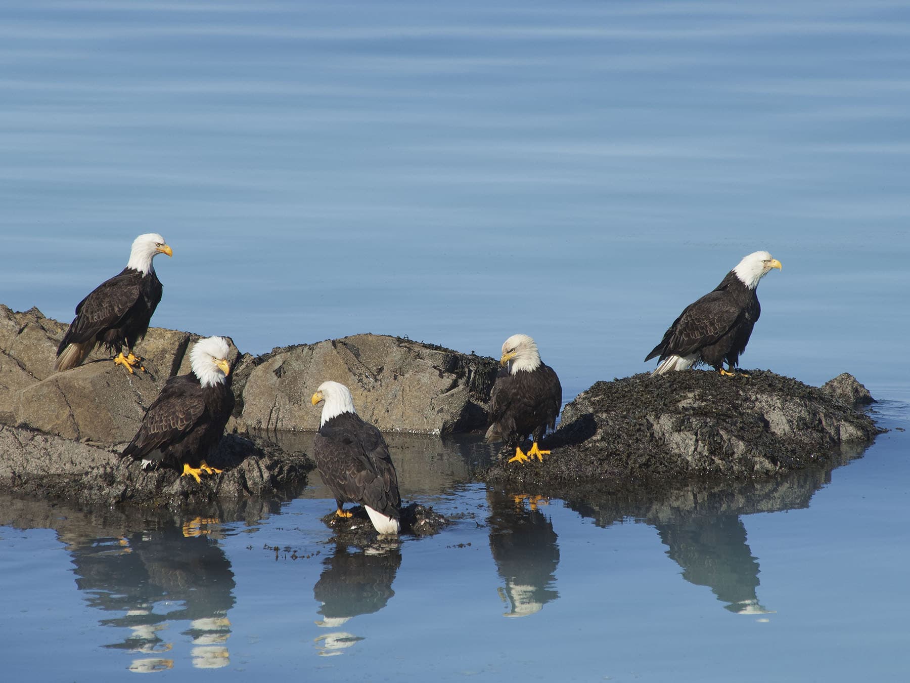 A group of Bald Eagles, perched on the rocky by the water