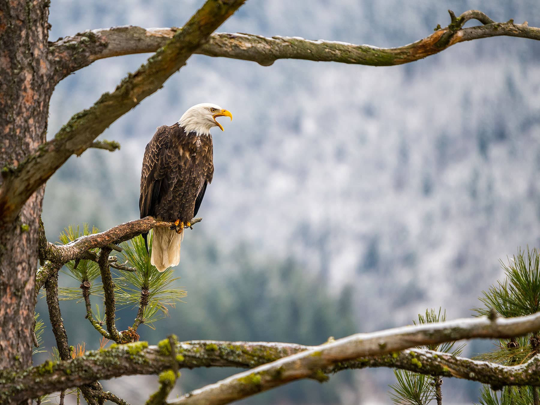 Bald Eagle screeching in a pine tree