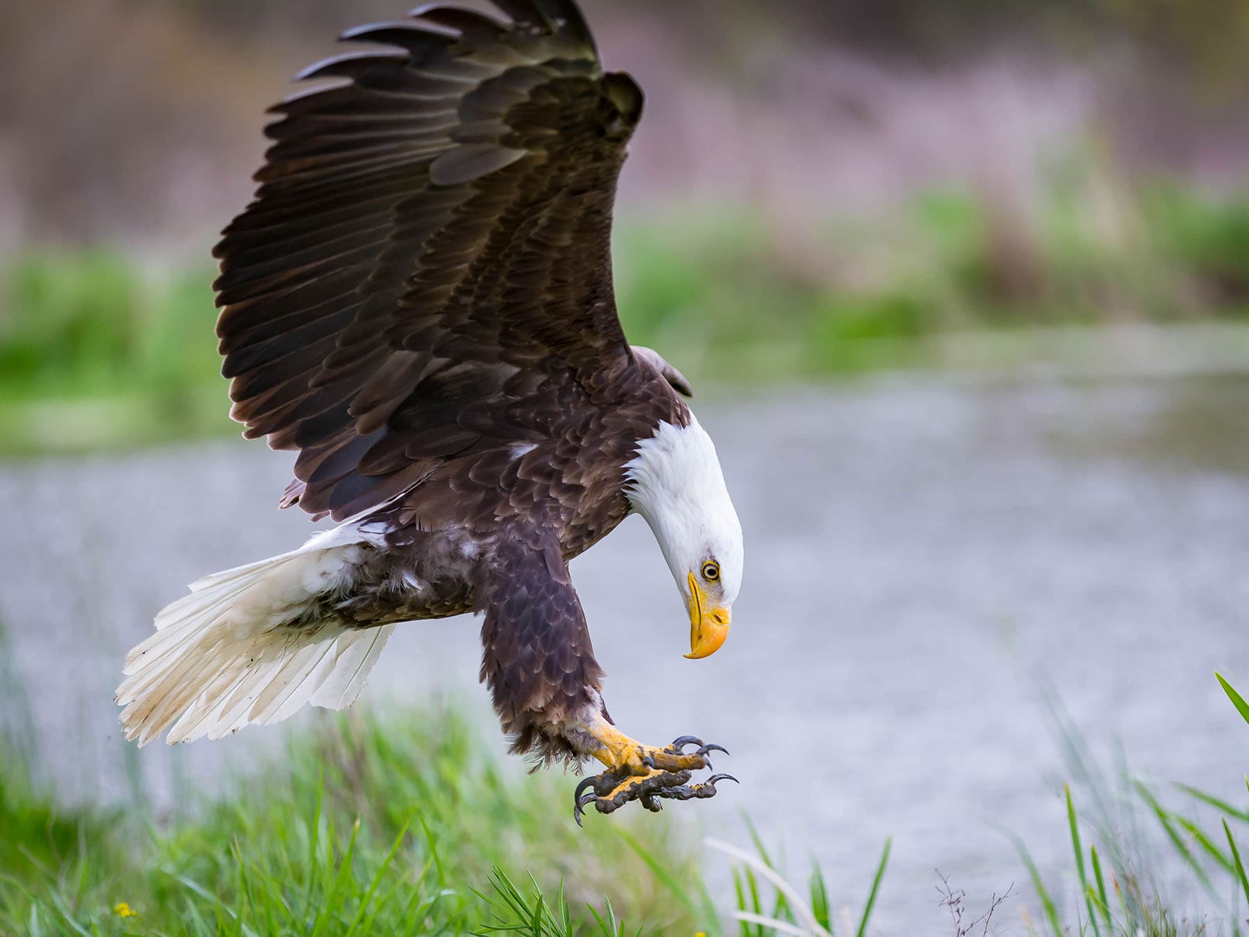 Alaska is the best place to see Bald Eagles