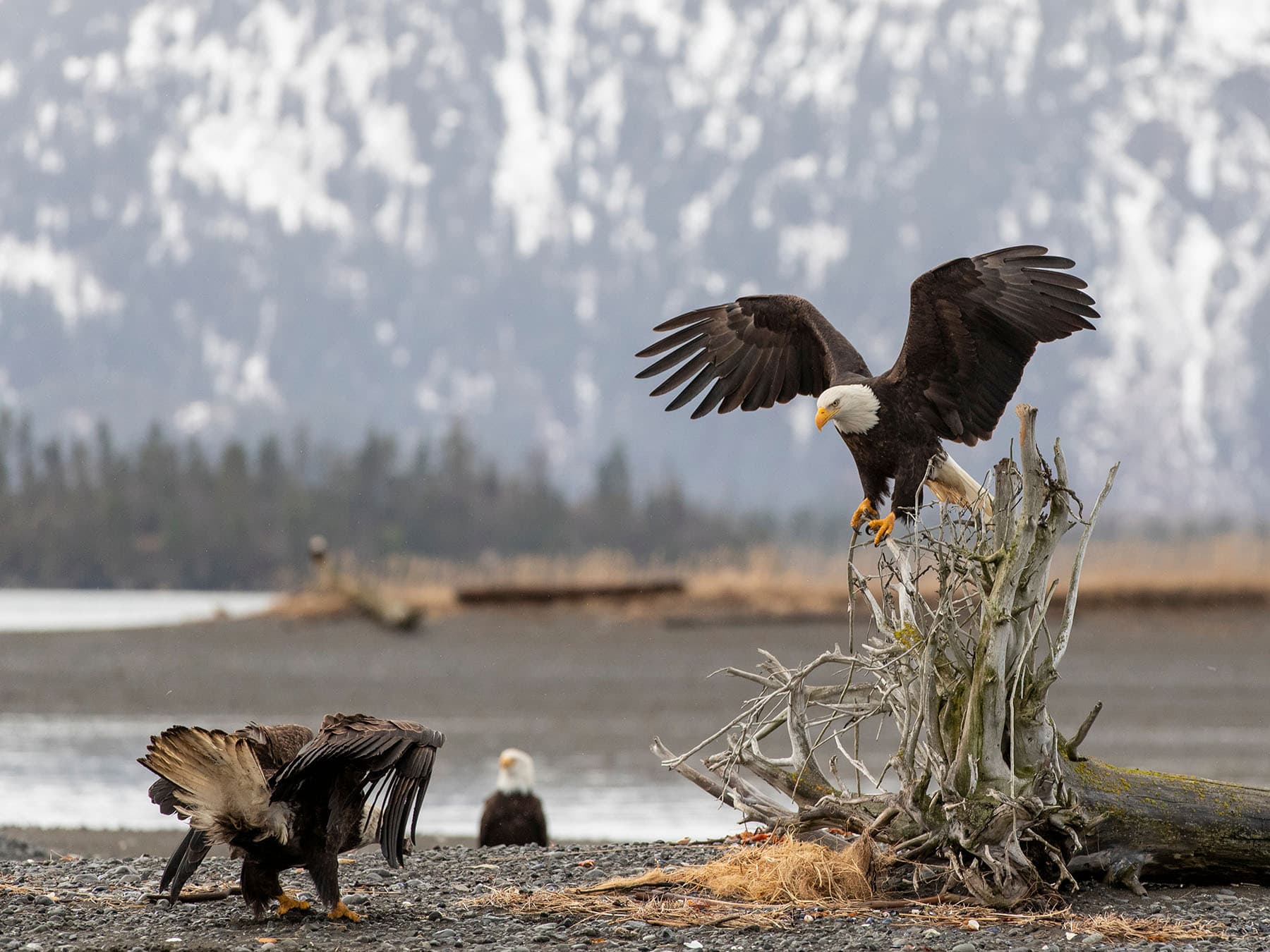 Bald Eagle coming in to land, around Kachemak Bay, Alaska