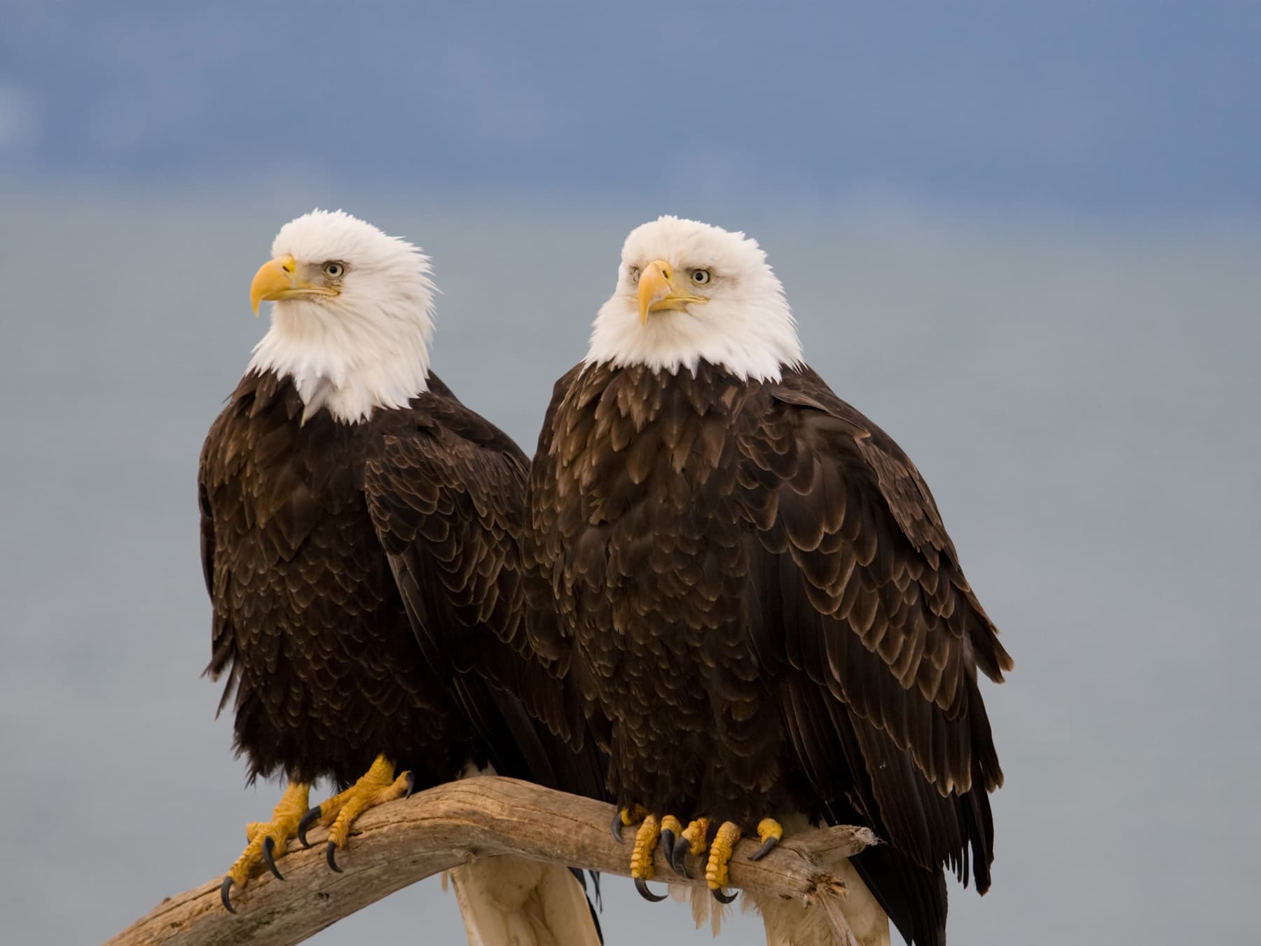Bald eagle pair